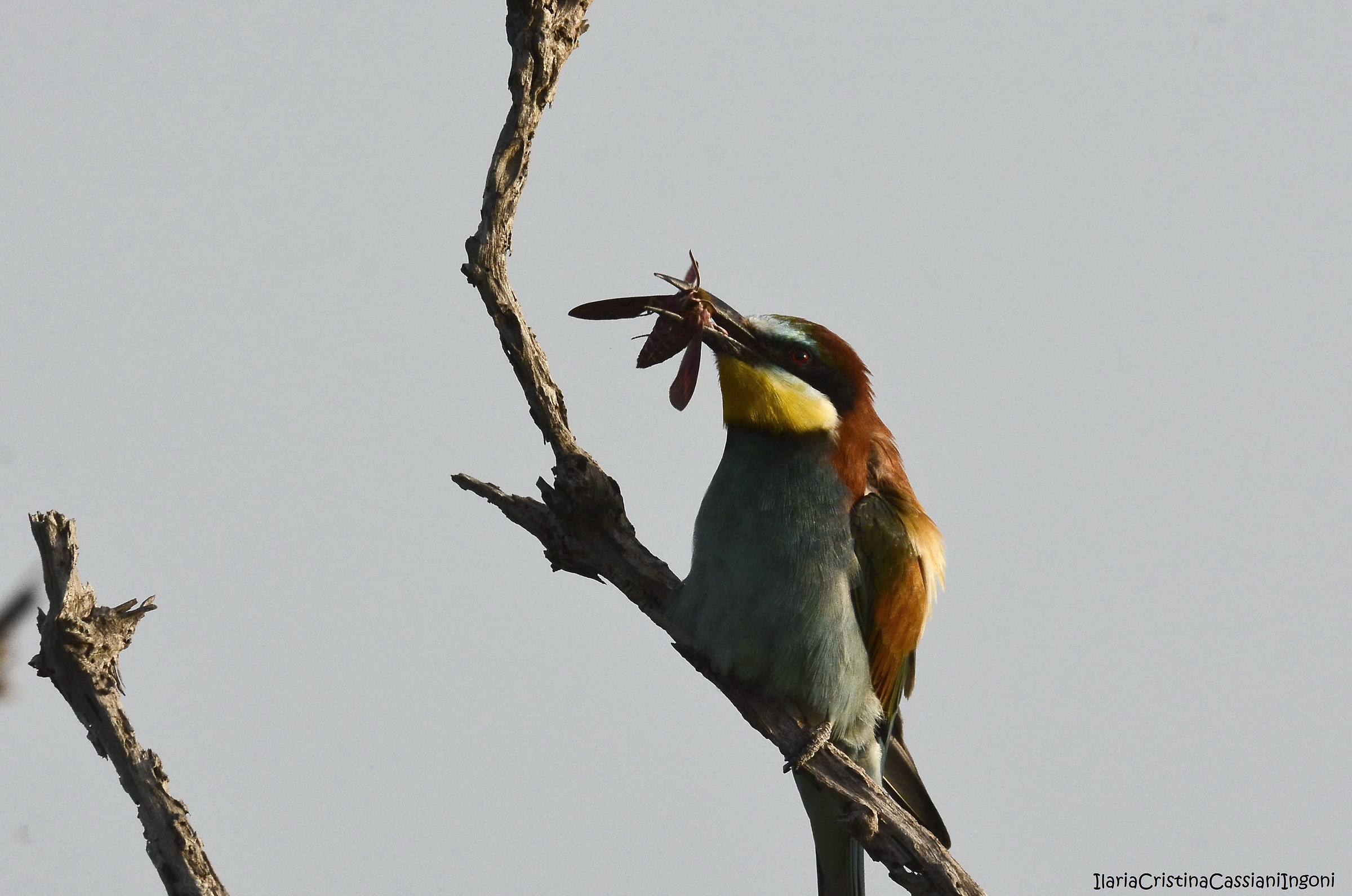 Bee-eater...