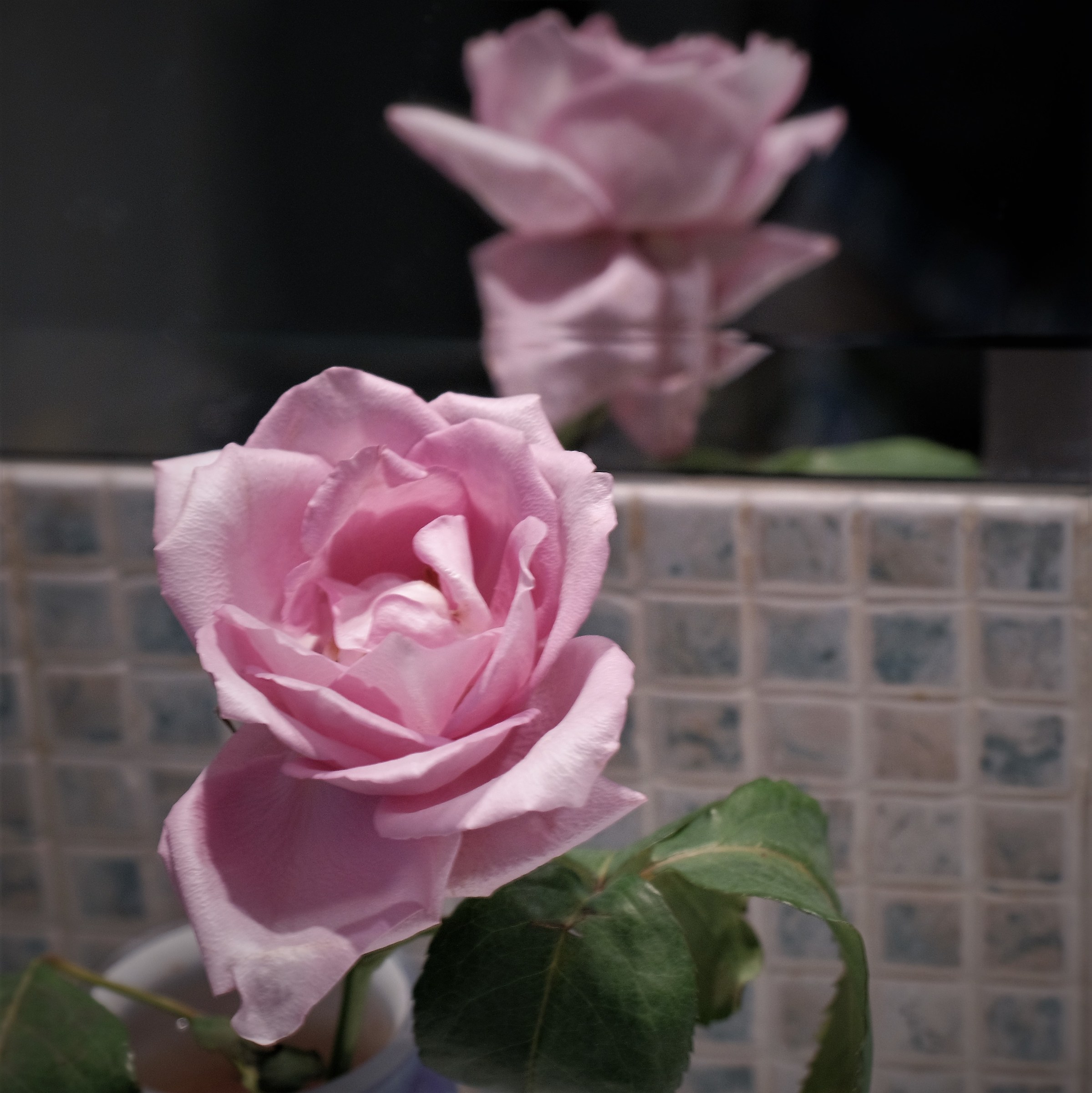 Nel mio bagno una rosa ed il suo riflesso...