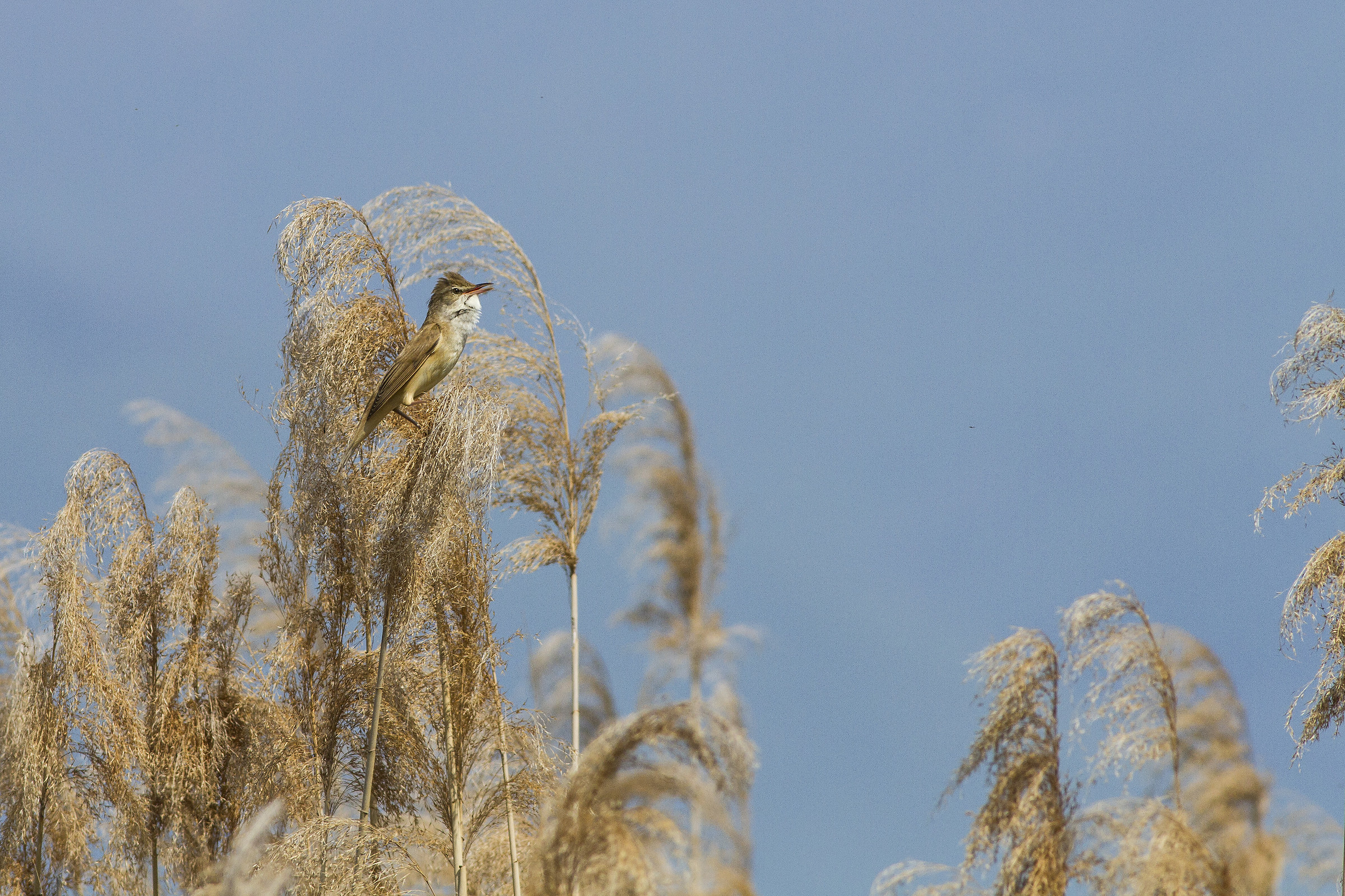 singing in the reeds...
