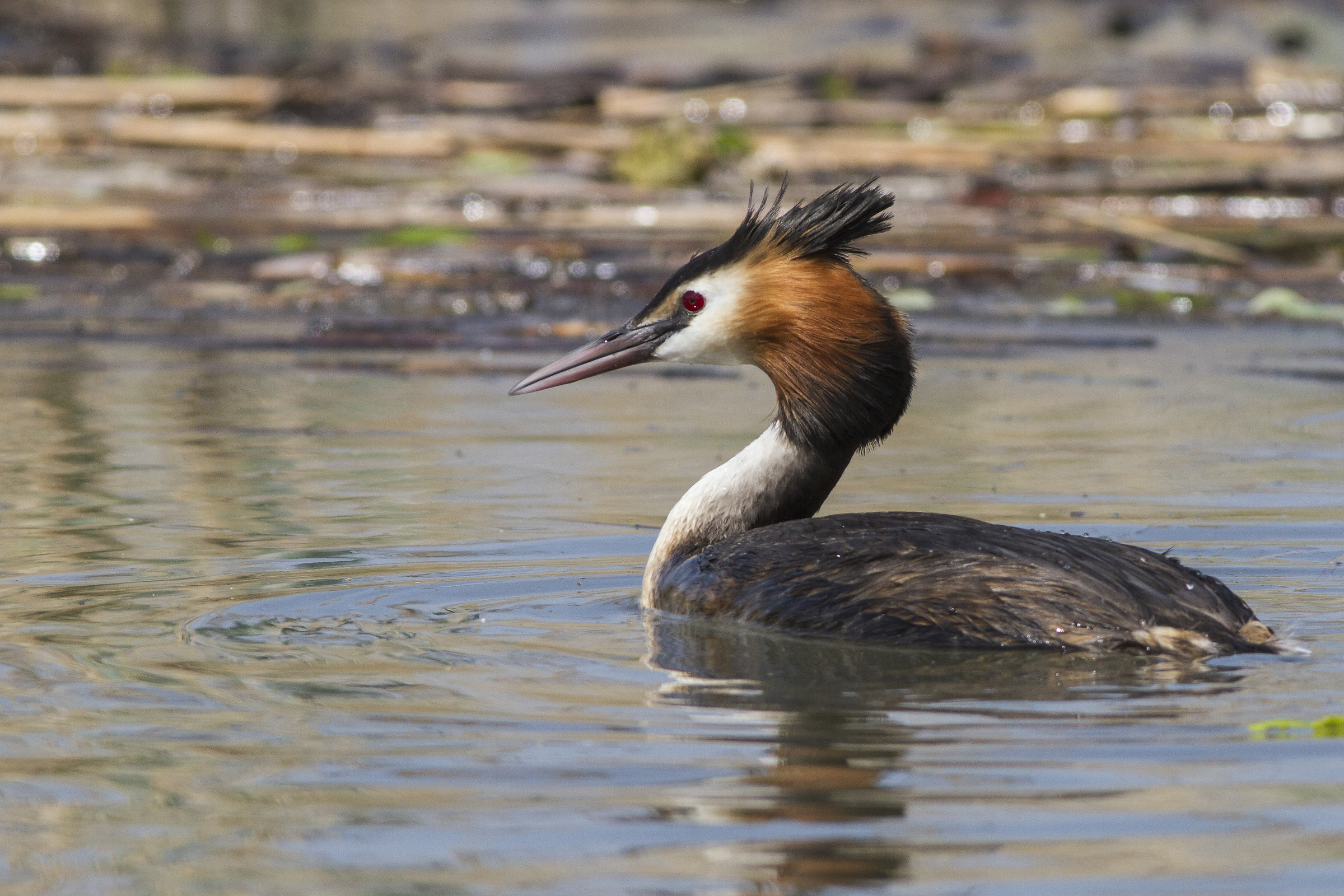 a svasso per il lago 2...