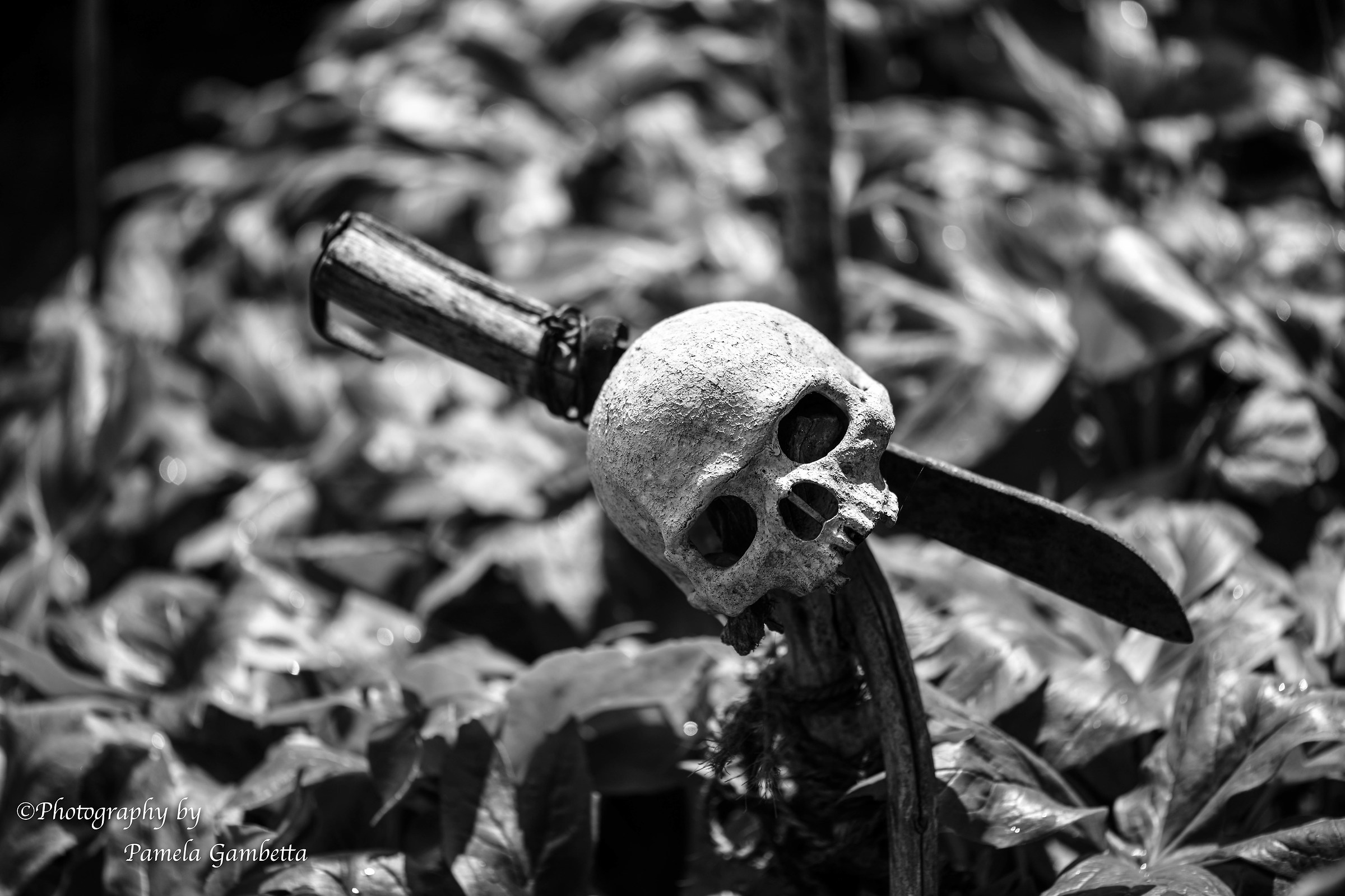 Pirati...