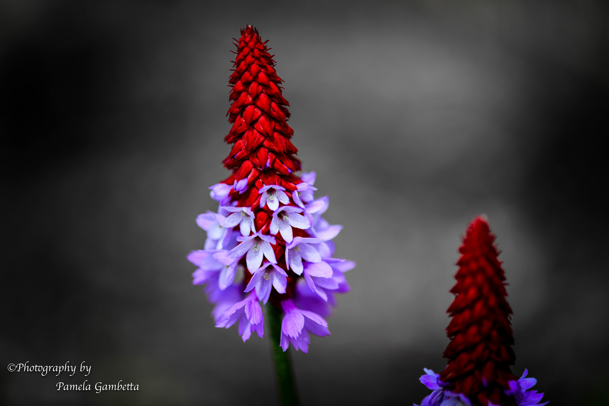 Rosso viola...