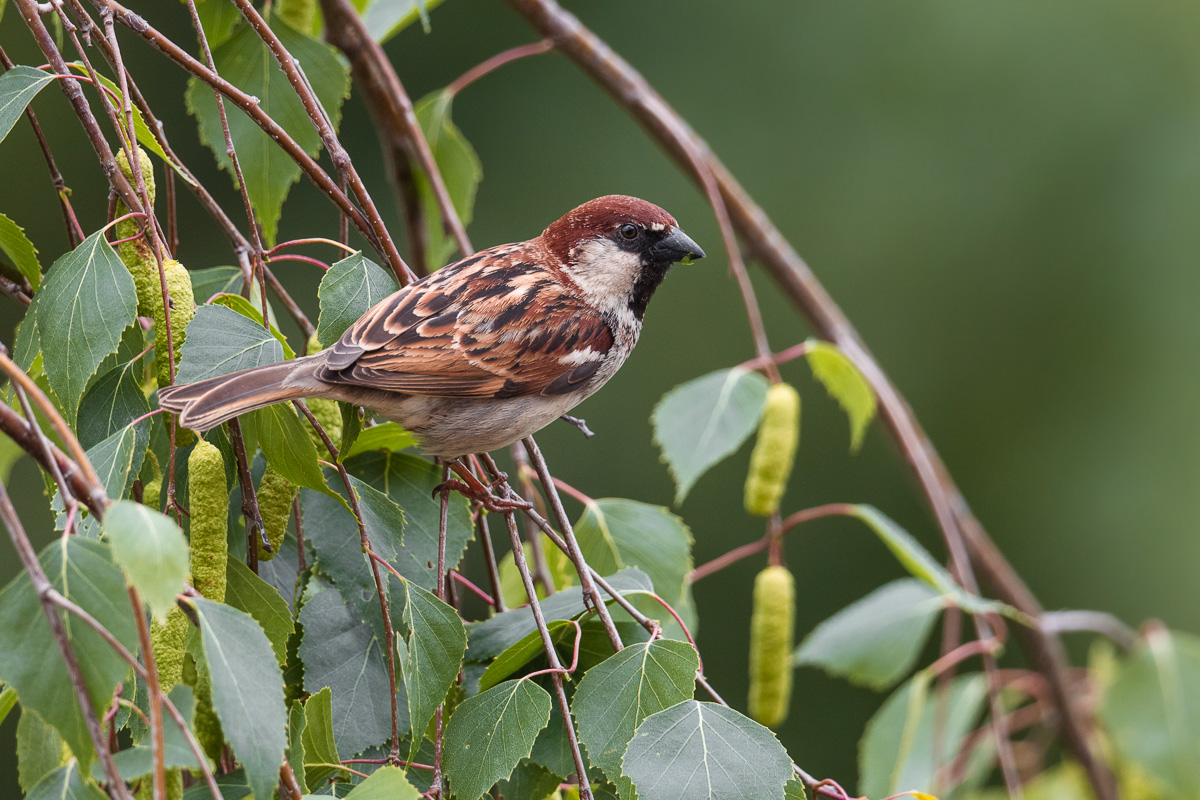 Male of Sparrow of Italy (Passer italye)......