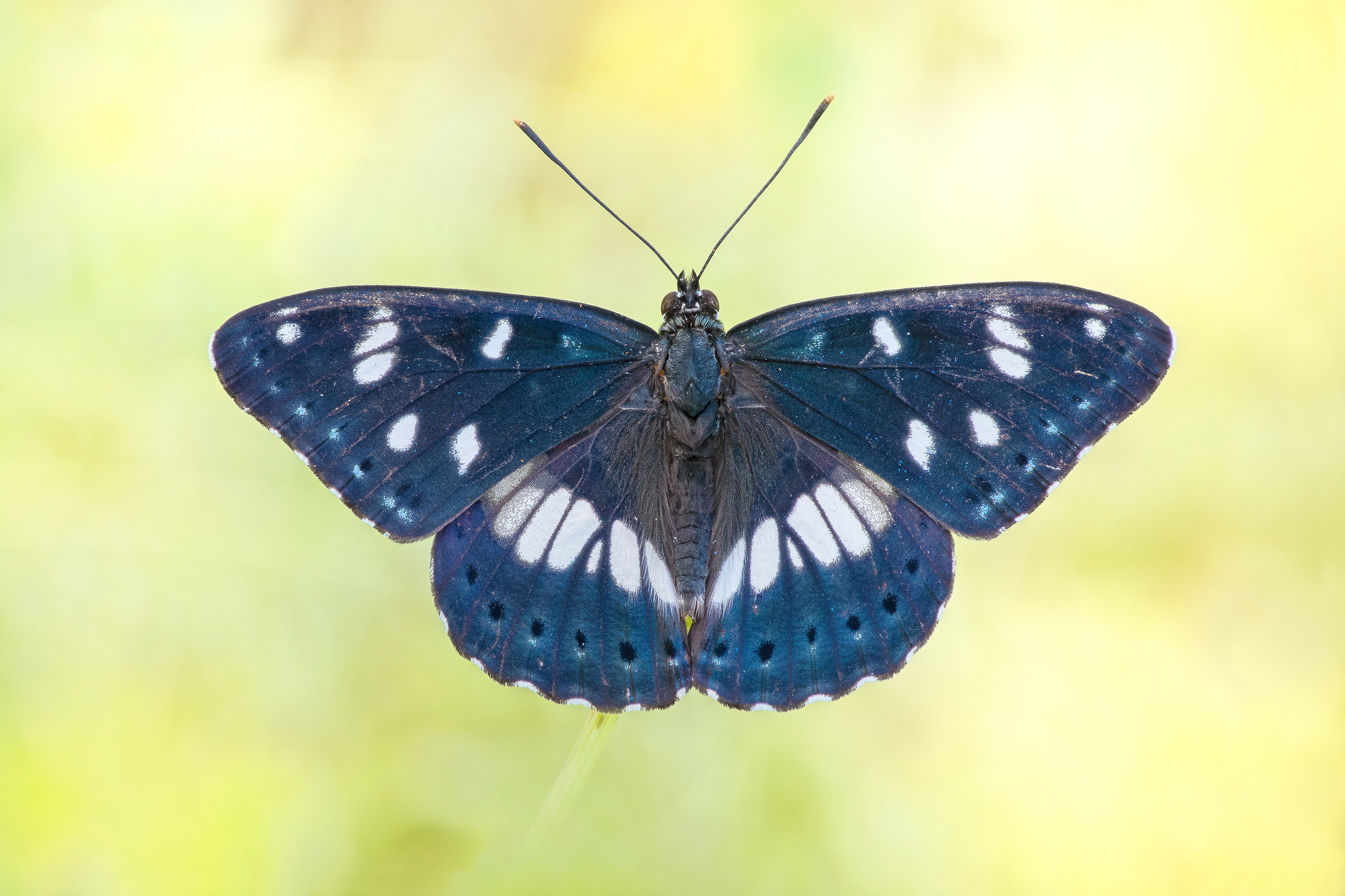 Limenitis reducta (Staudinger, 1901)...