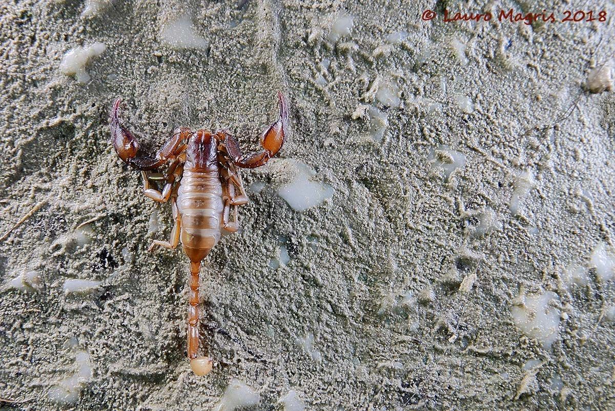 Scorpione (Buthus Occitanus)...
