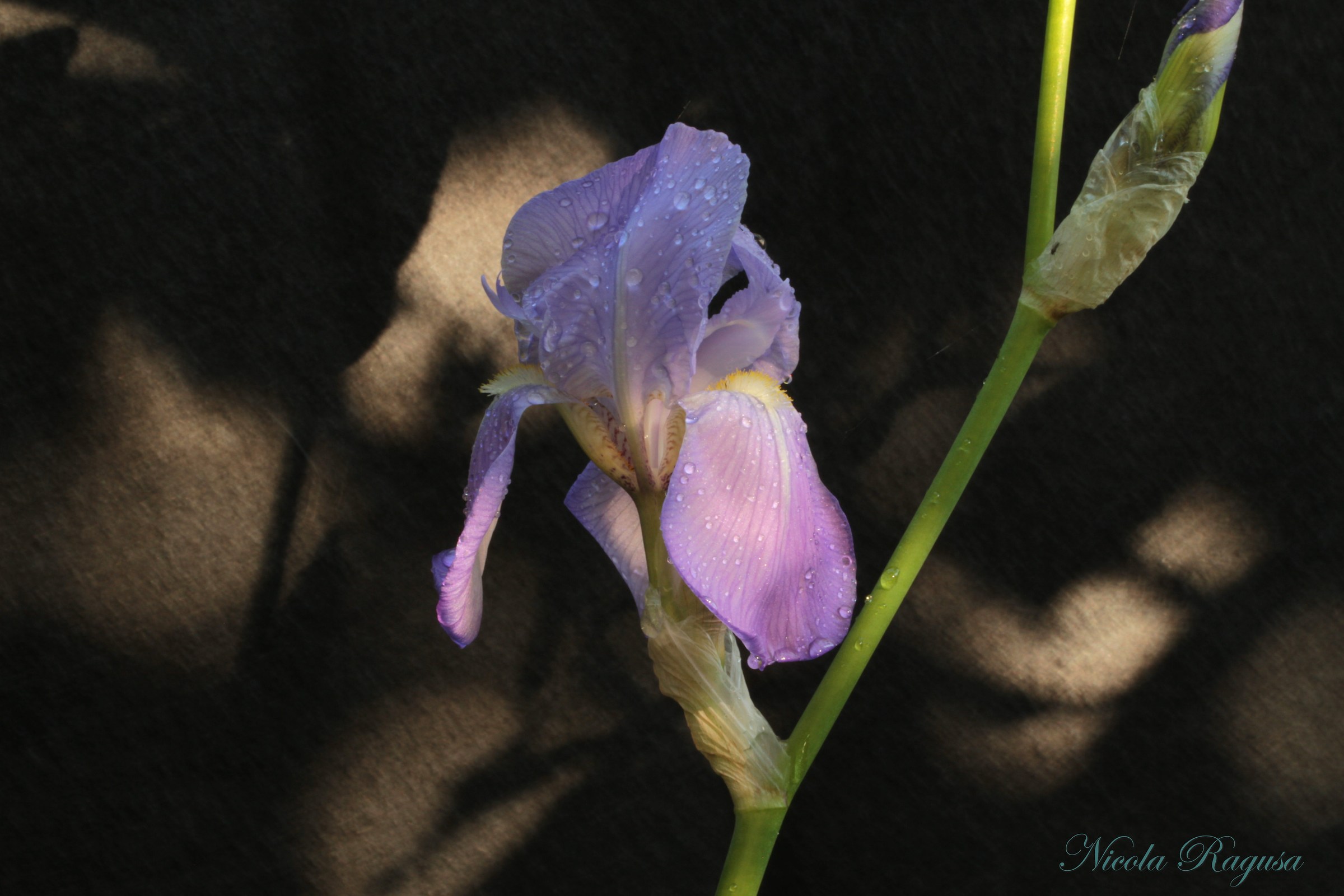 Iris...