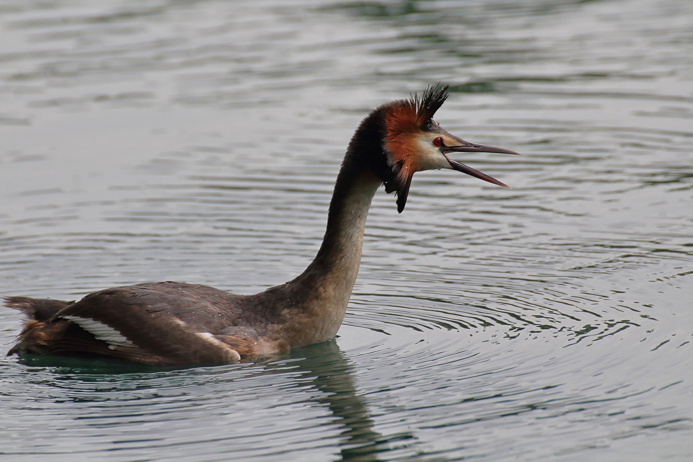 Grebe Major...