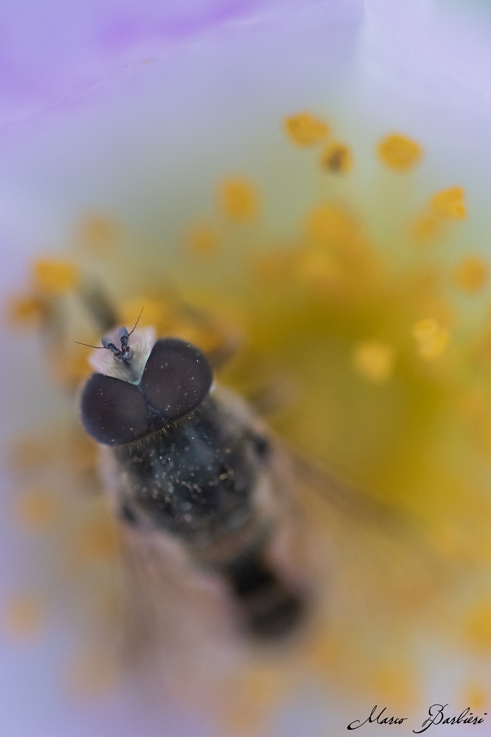 bee in a flower...