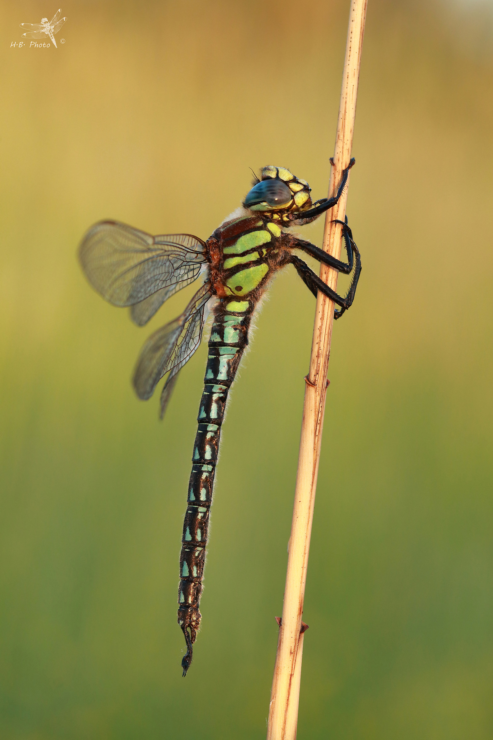 Brachytron pratense, uomo...