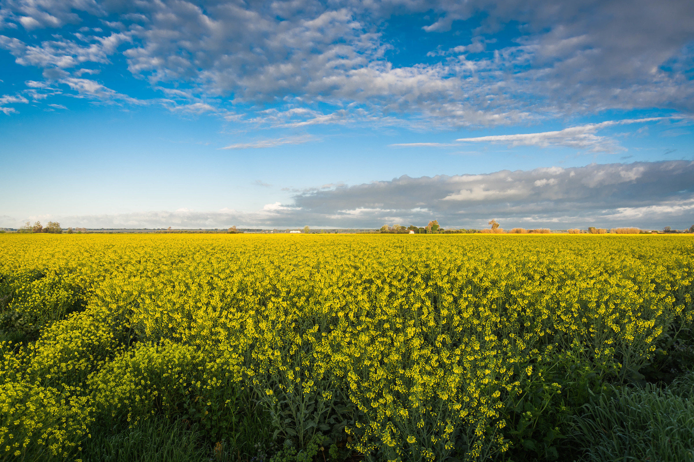 A yellow field...