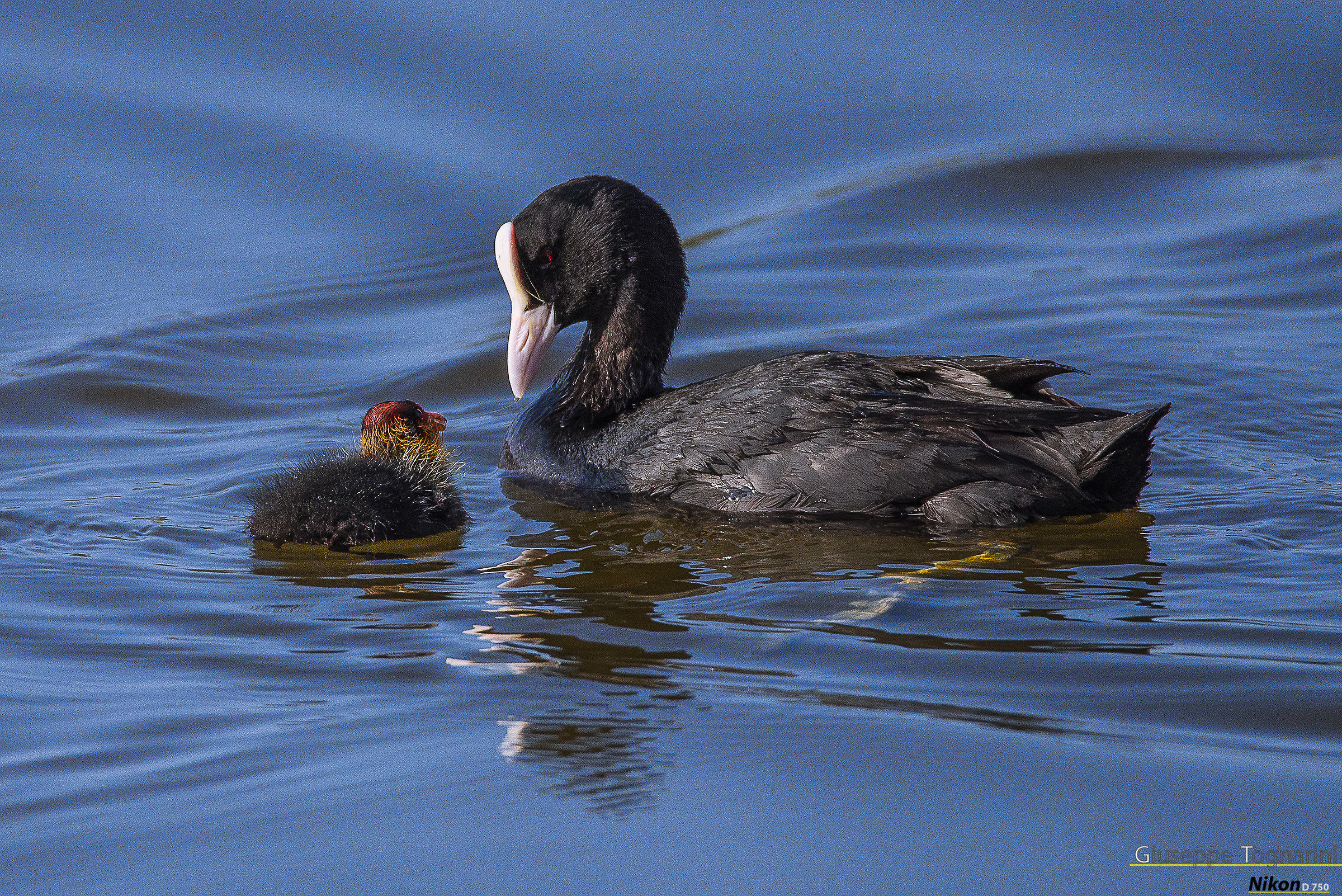 Severe look (common coot with Pullo)...