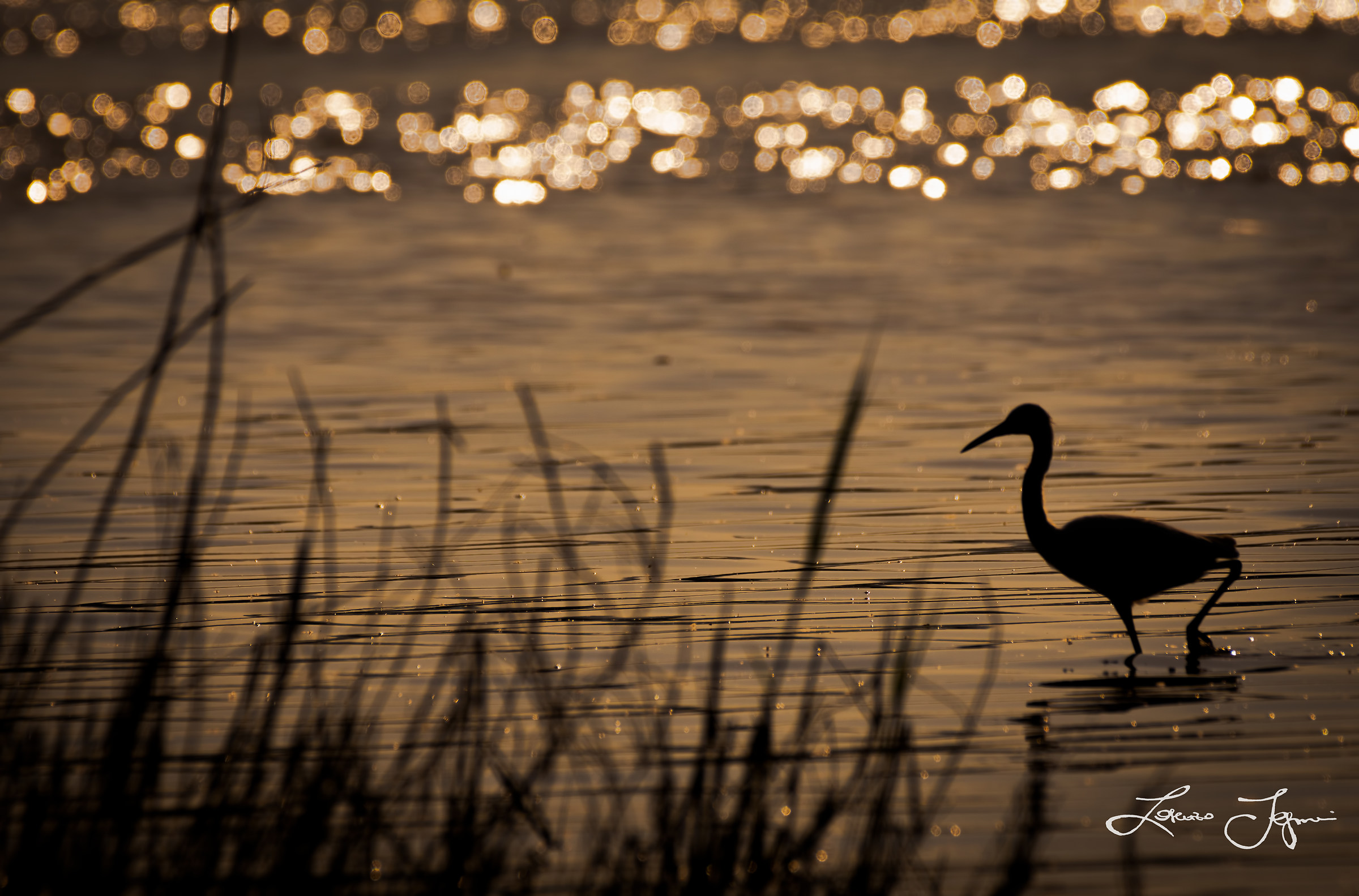 Egret at sunset...