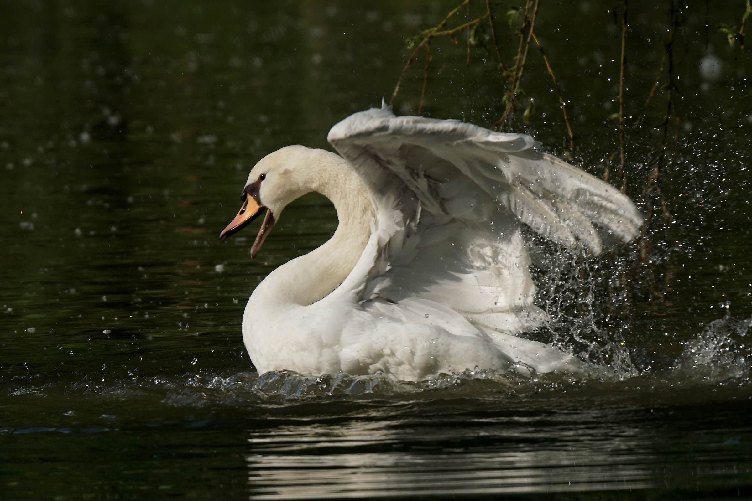 Furious Swan...