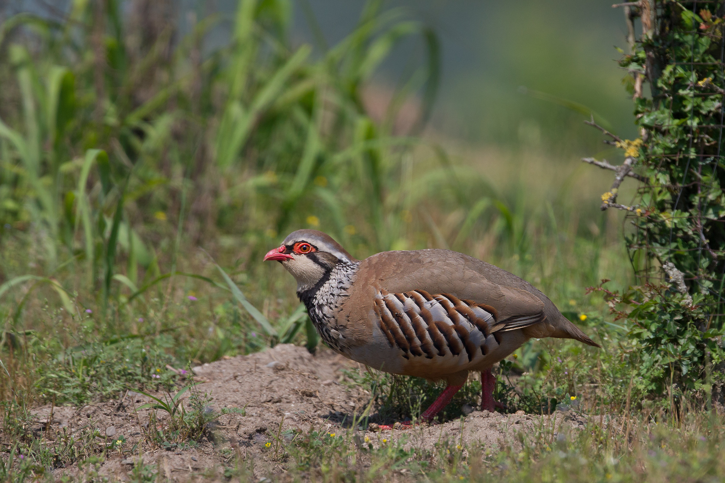 Red Partridge...