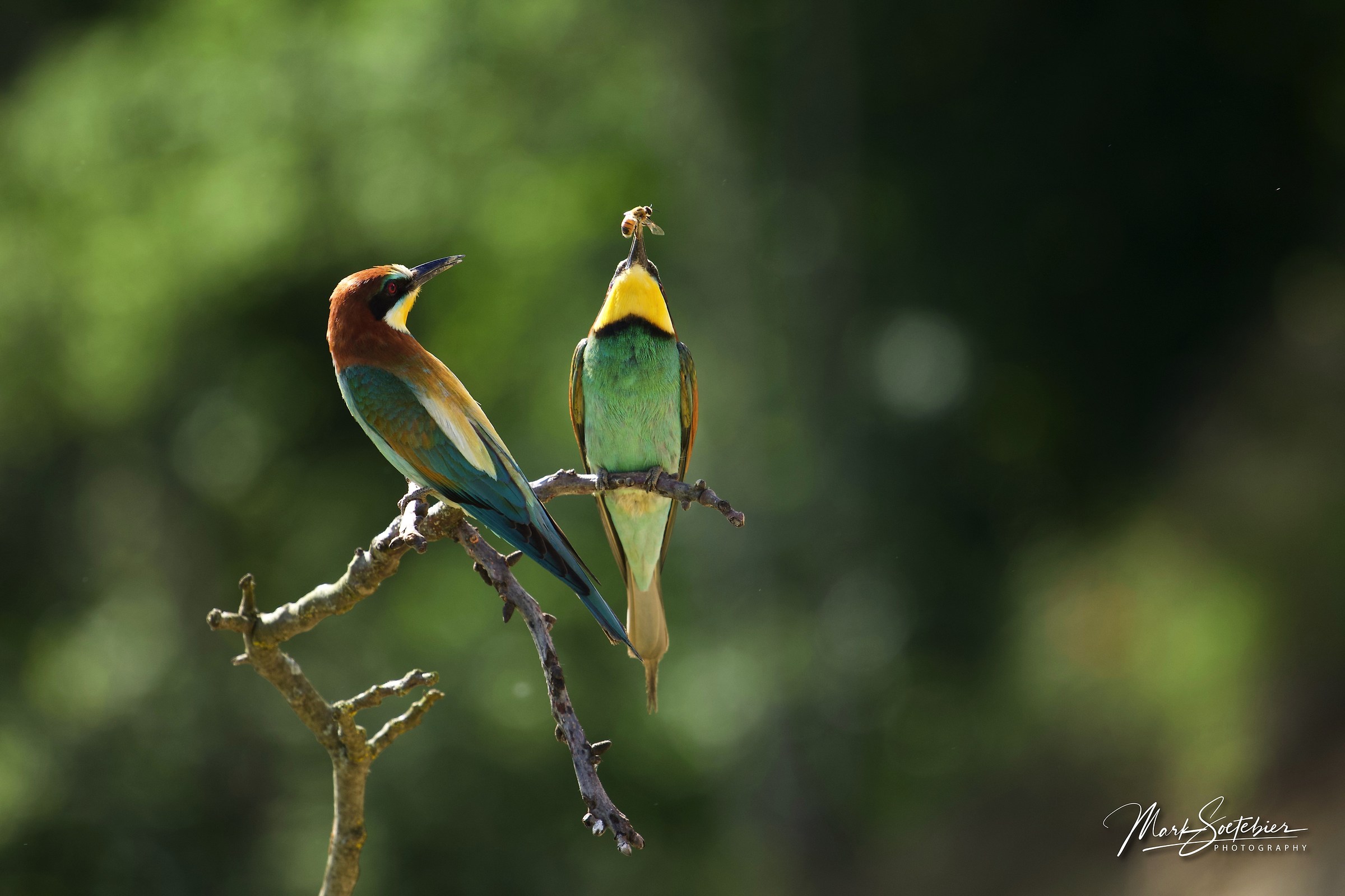 European Bee Eaters...