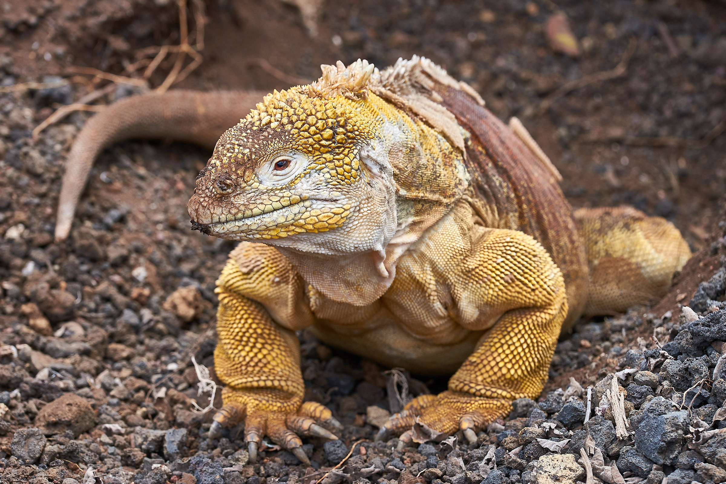 Iguana terrestre delle Galapagos...