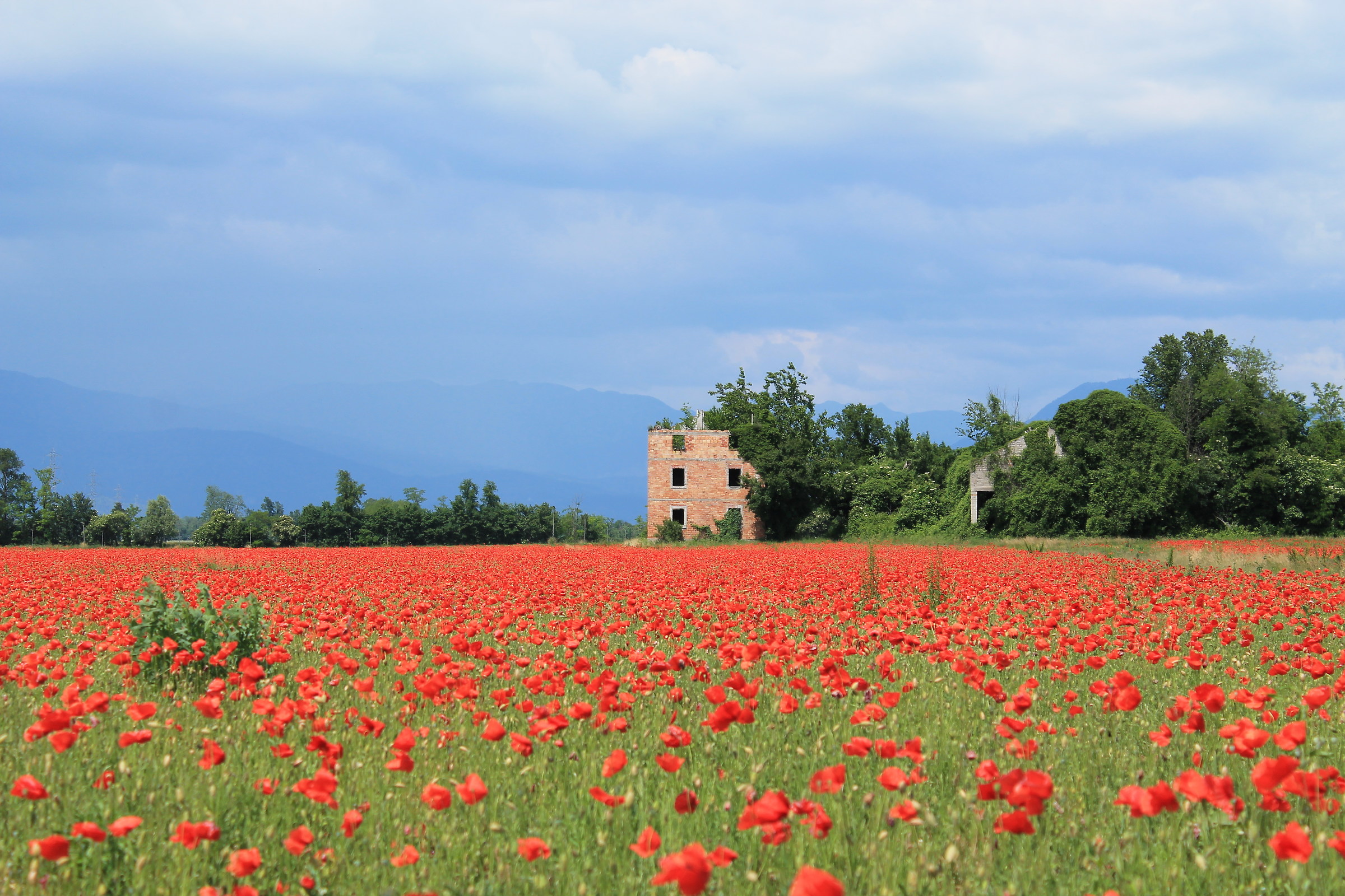 Expanse of poppies 1...