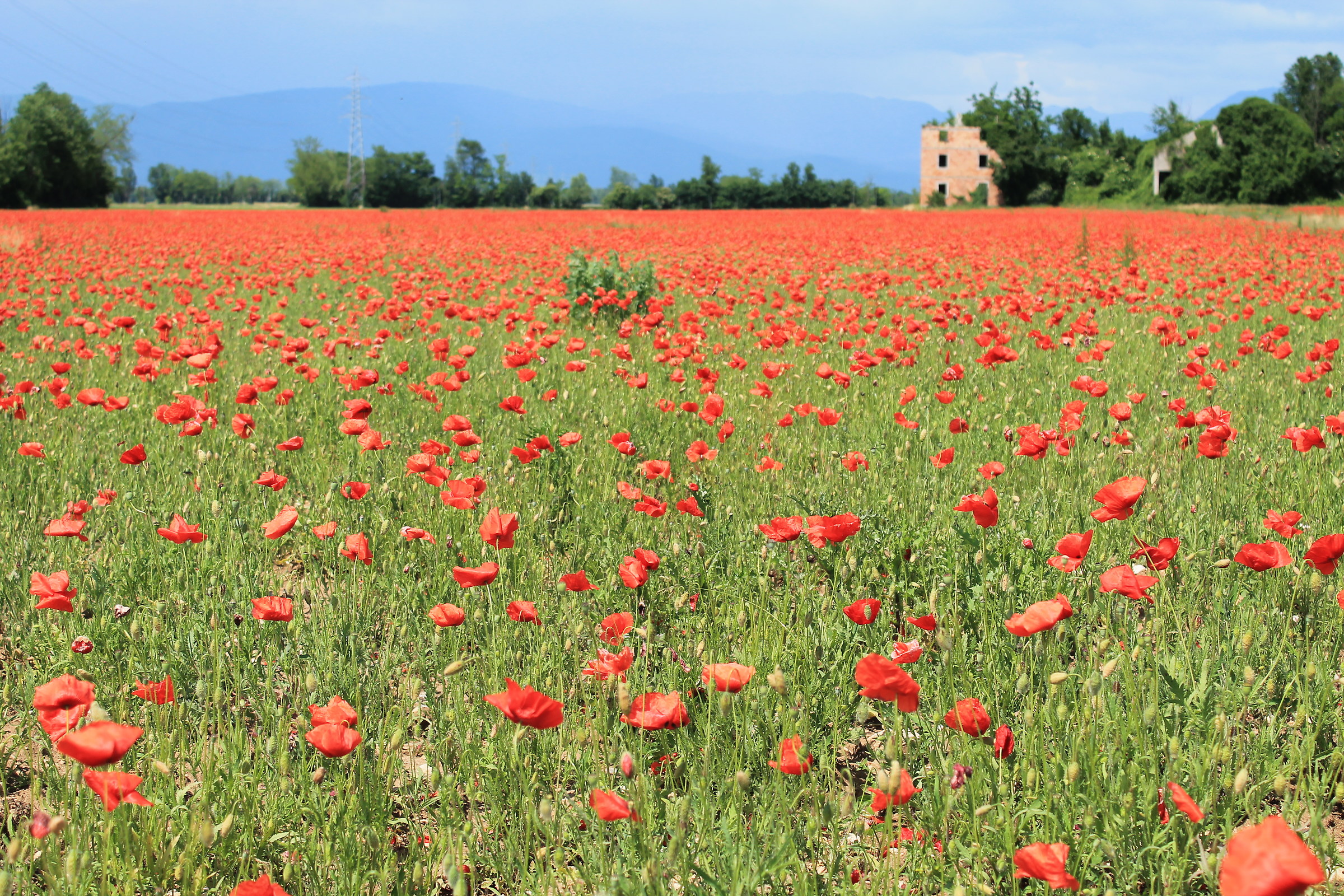 Expanse of Poppies 2...