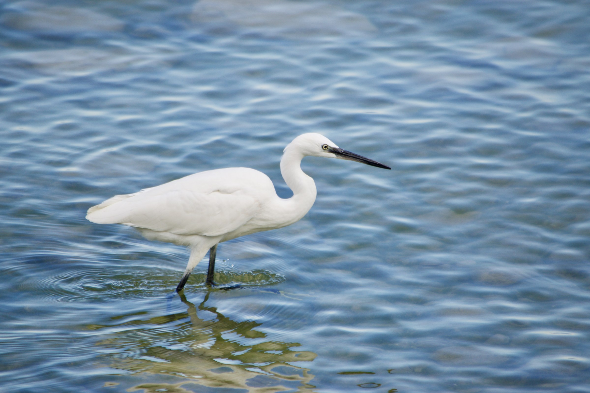Heron...