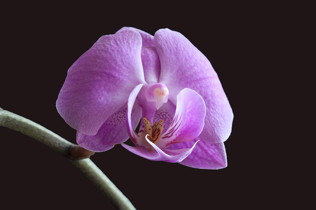 The orchid...