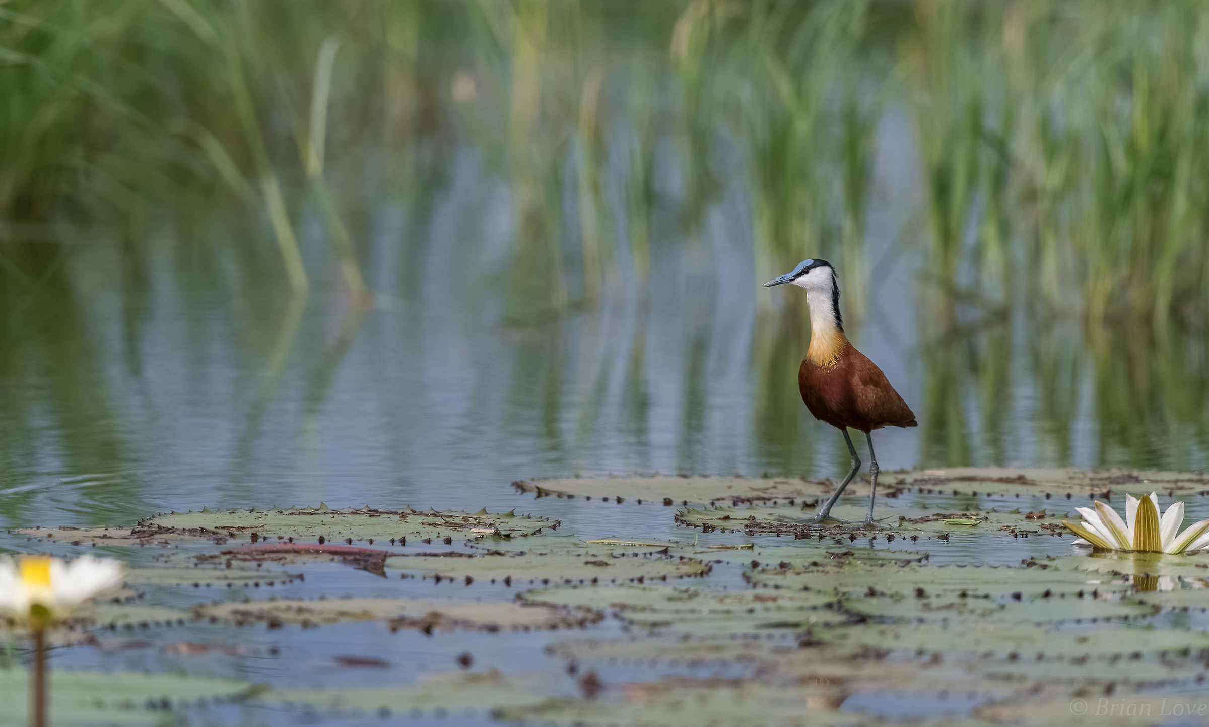 African Jacana in it's typical environment....