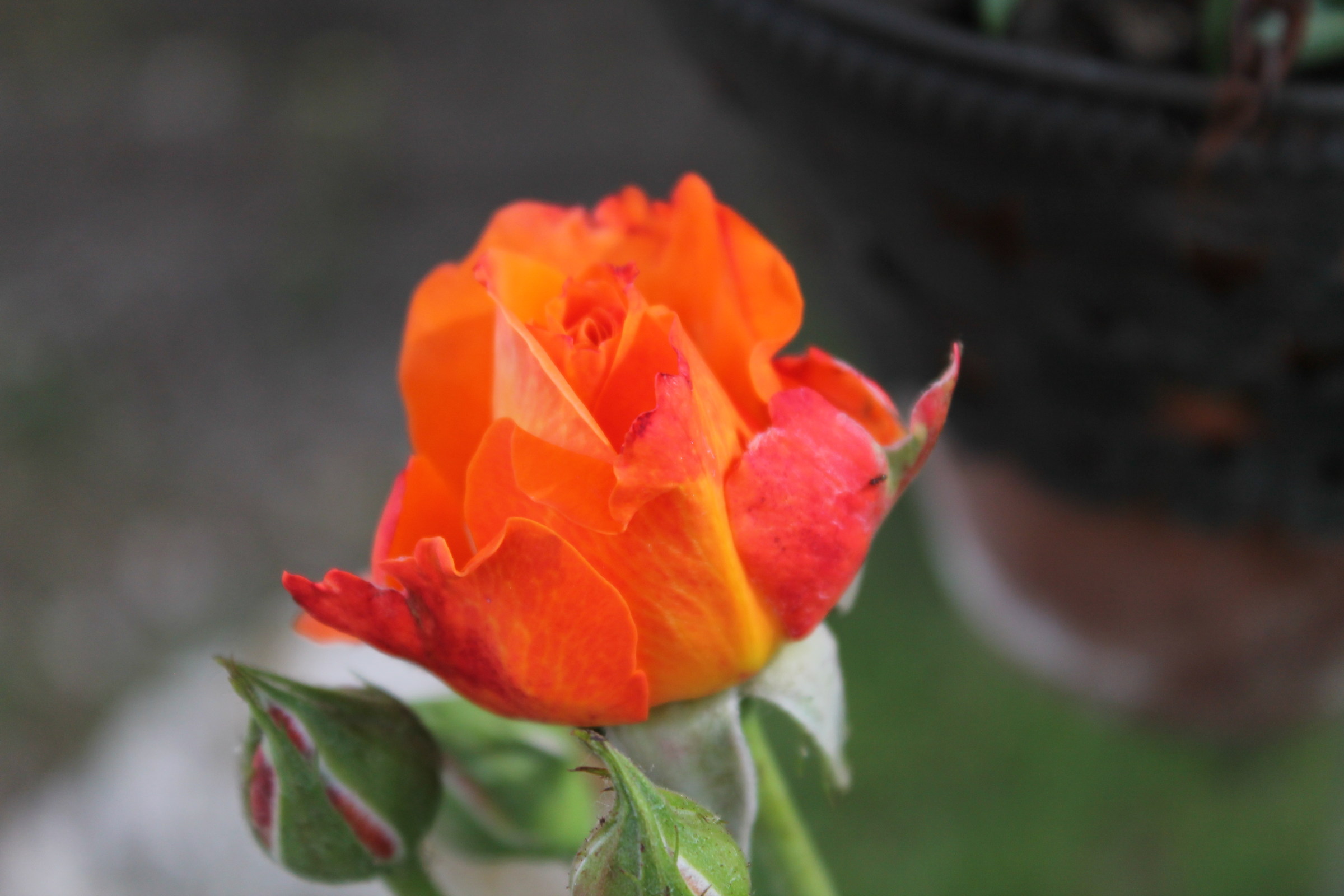 Rosa Arancione...
