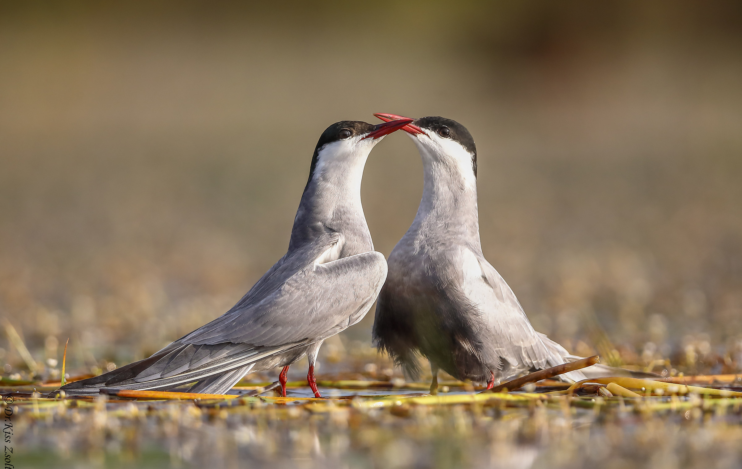 Terns in love...