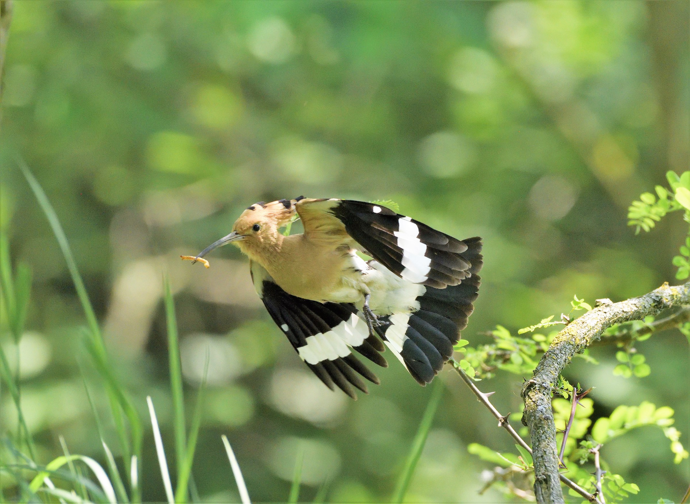 Hoopoe...