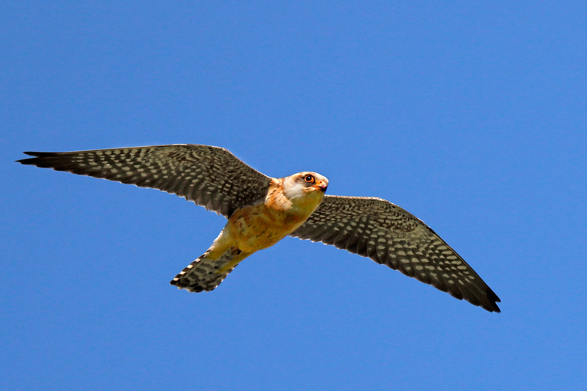 Falcon Cuckoo...