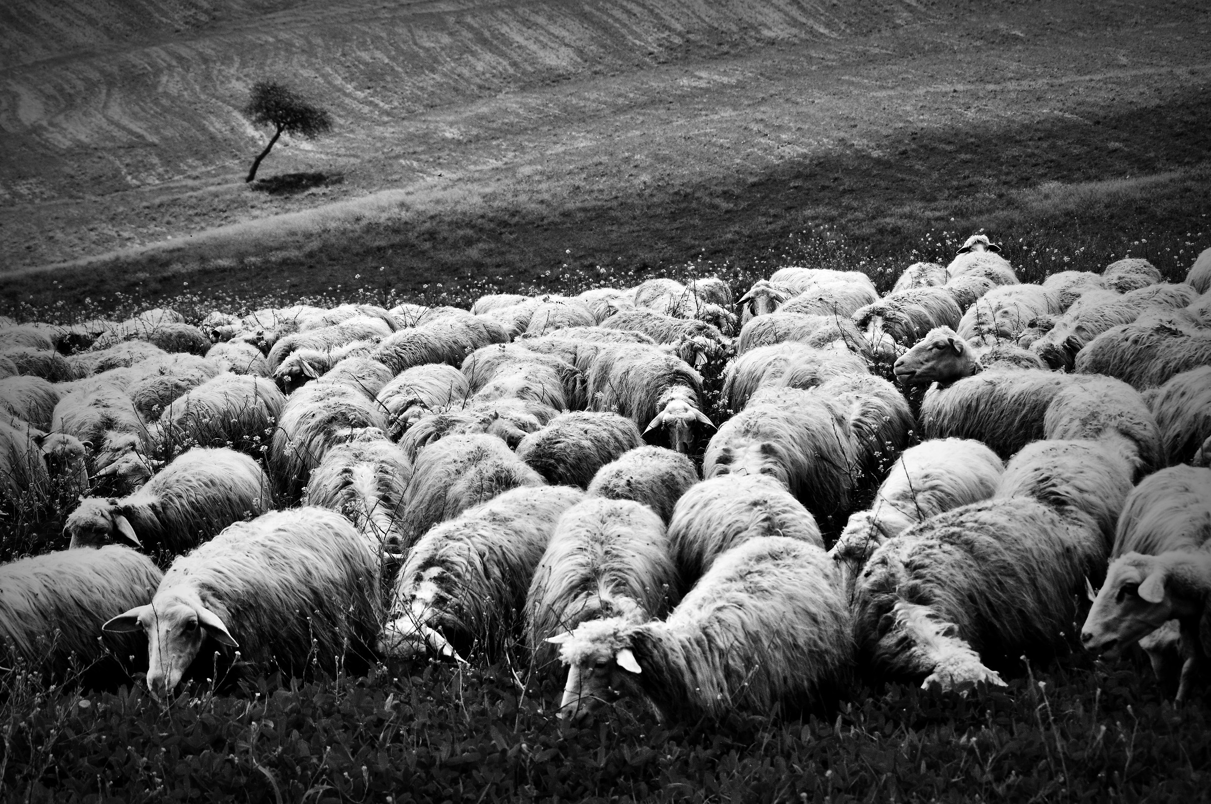 le Pecore & il Guardiano...