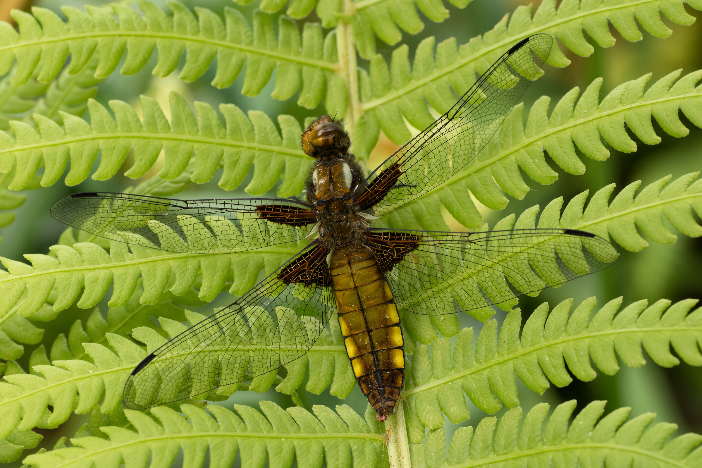 Libellula...