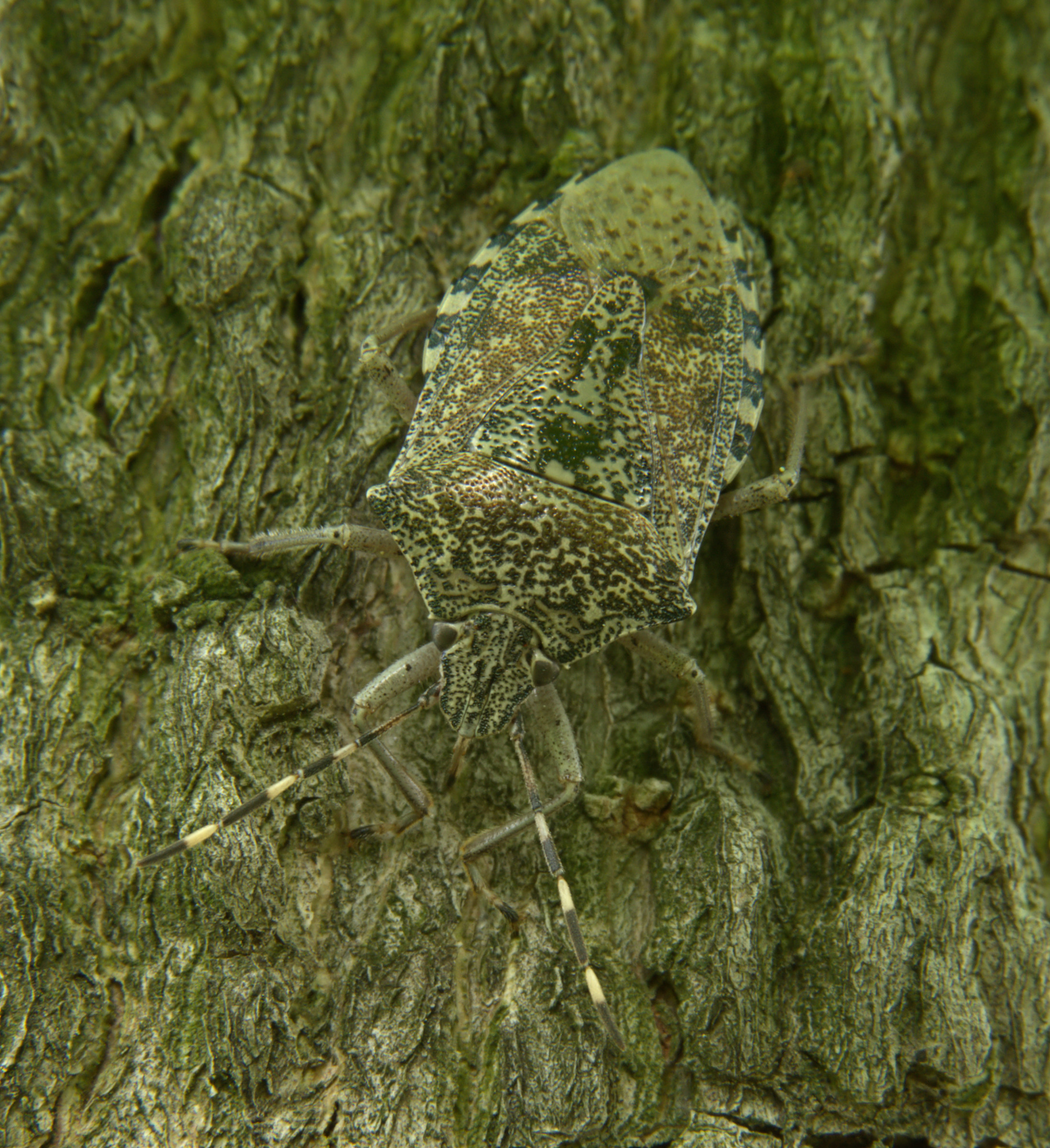 Infallible Camouflage...