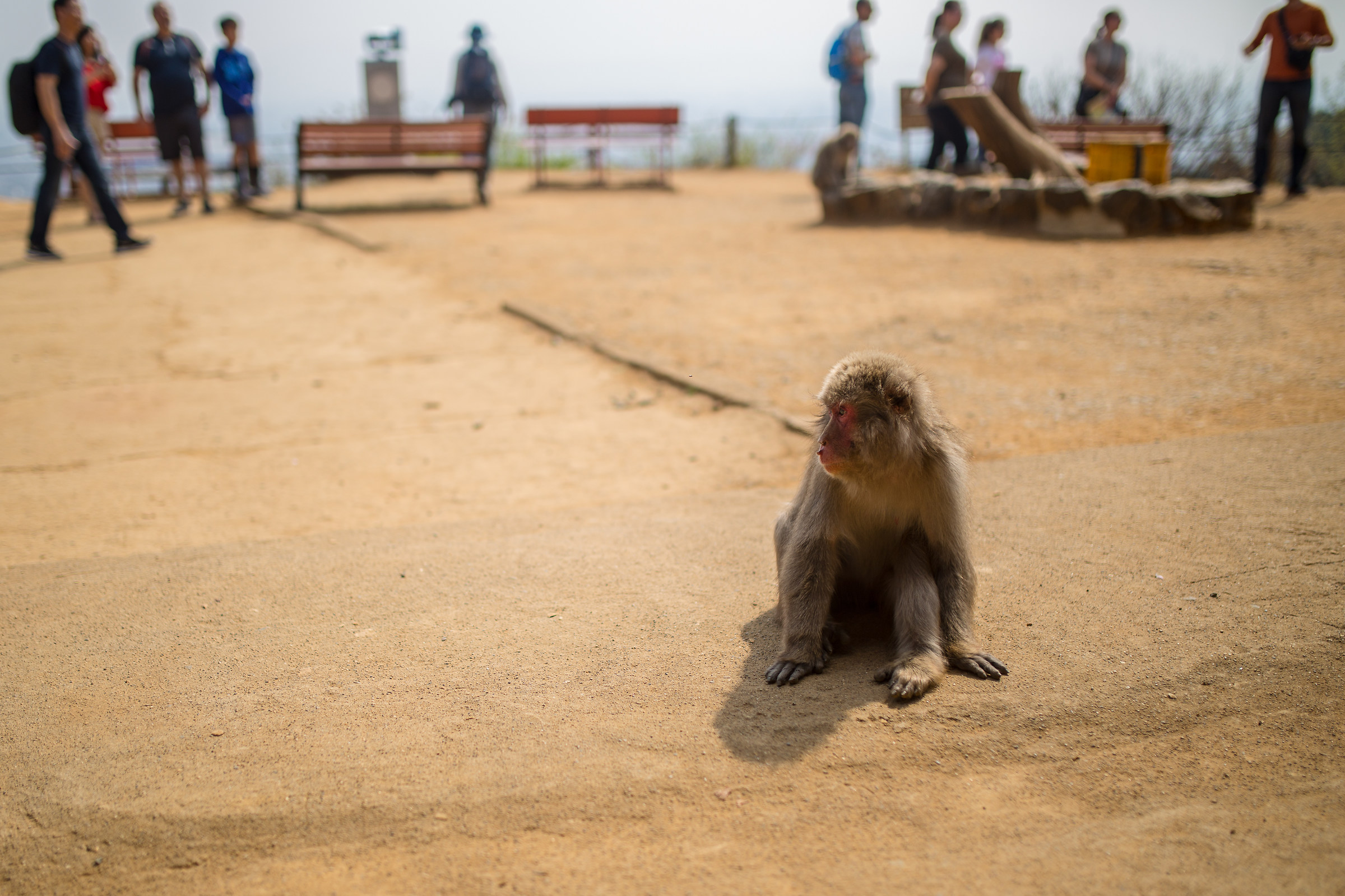 Arashiyama Monkey Park Iwatayama...