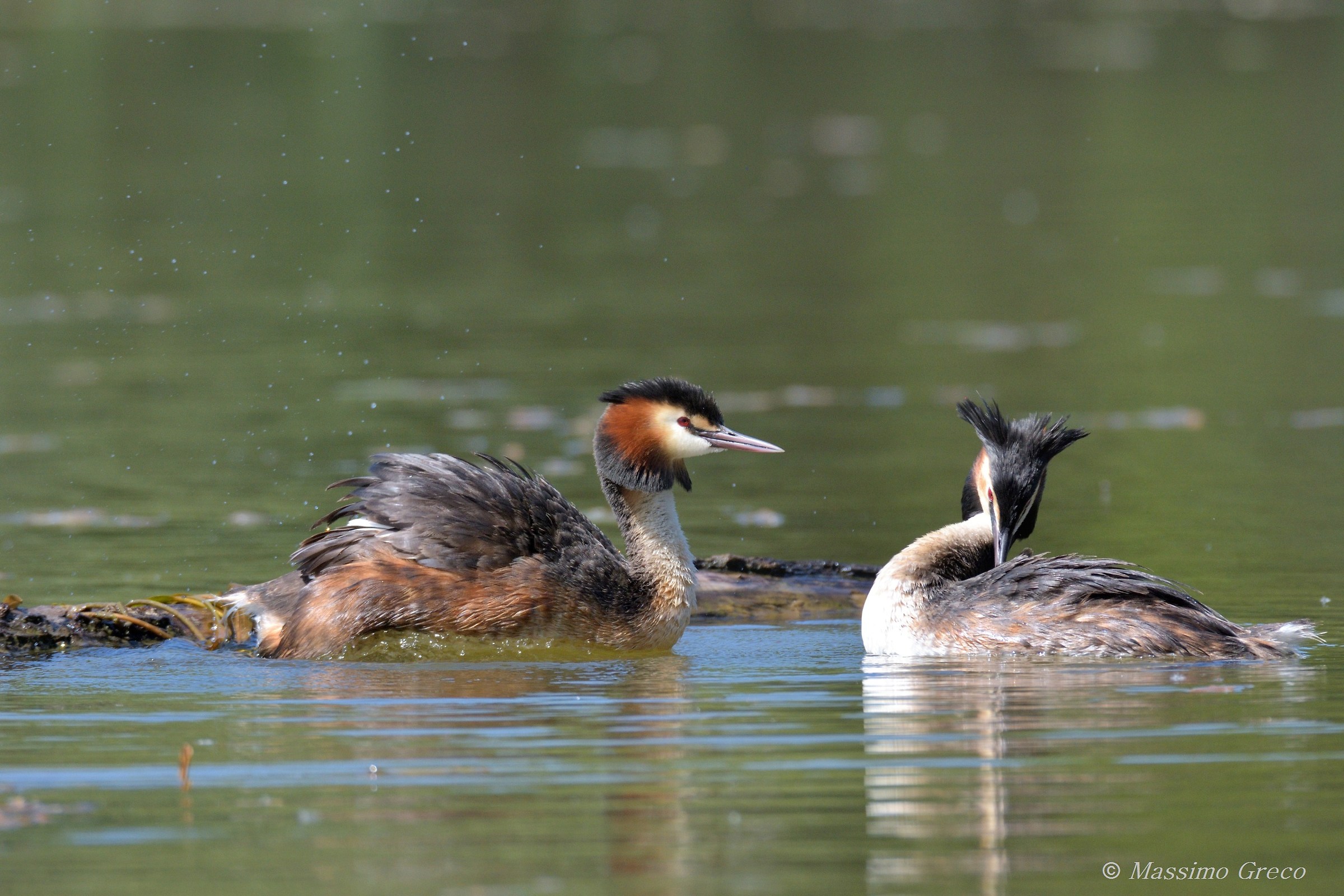 Courtship-Greater Grebe...