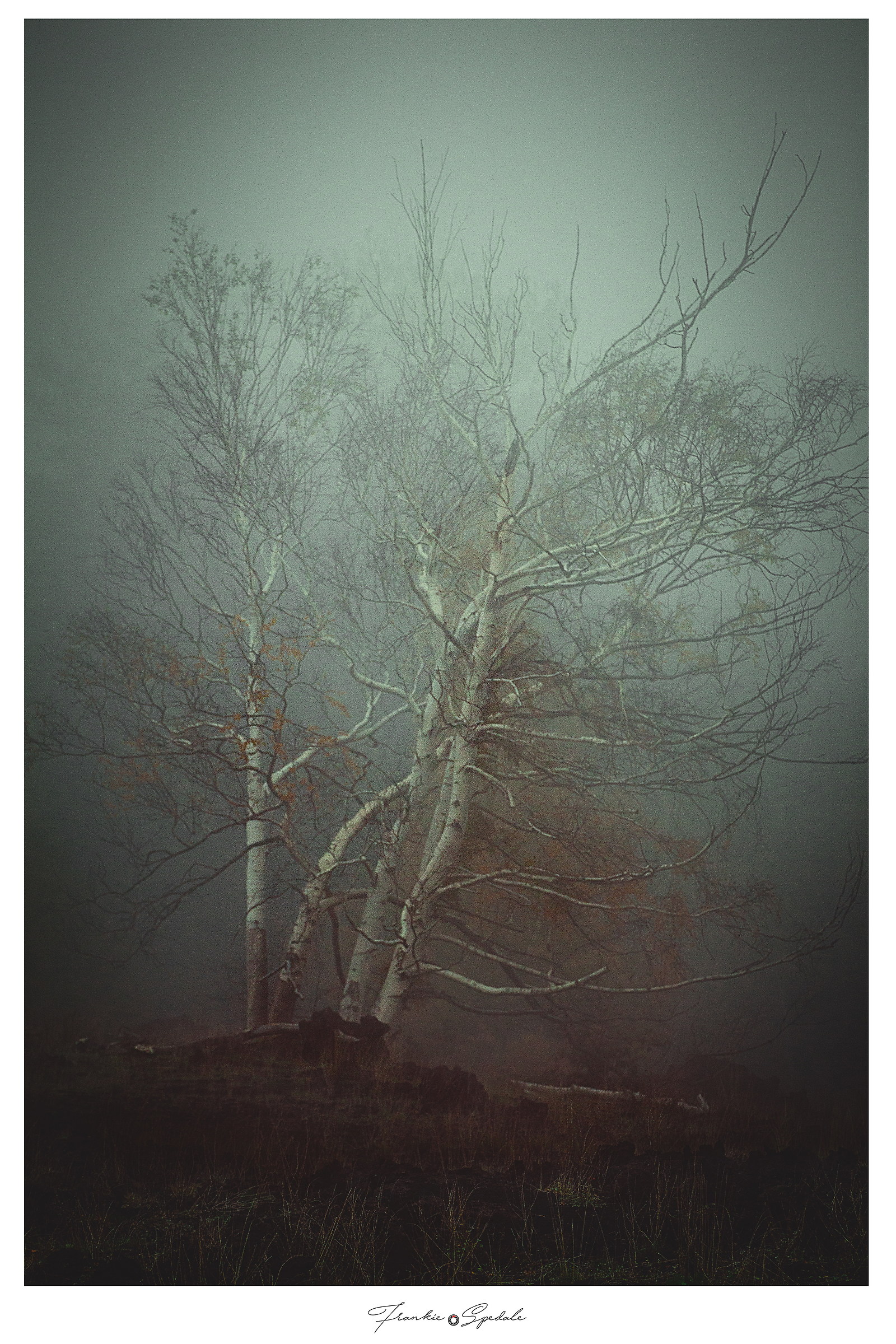 Fog and trees...