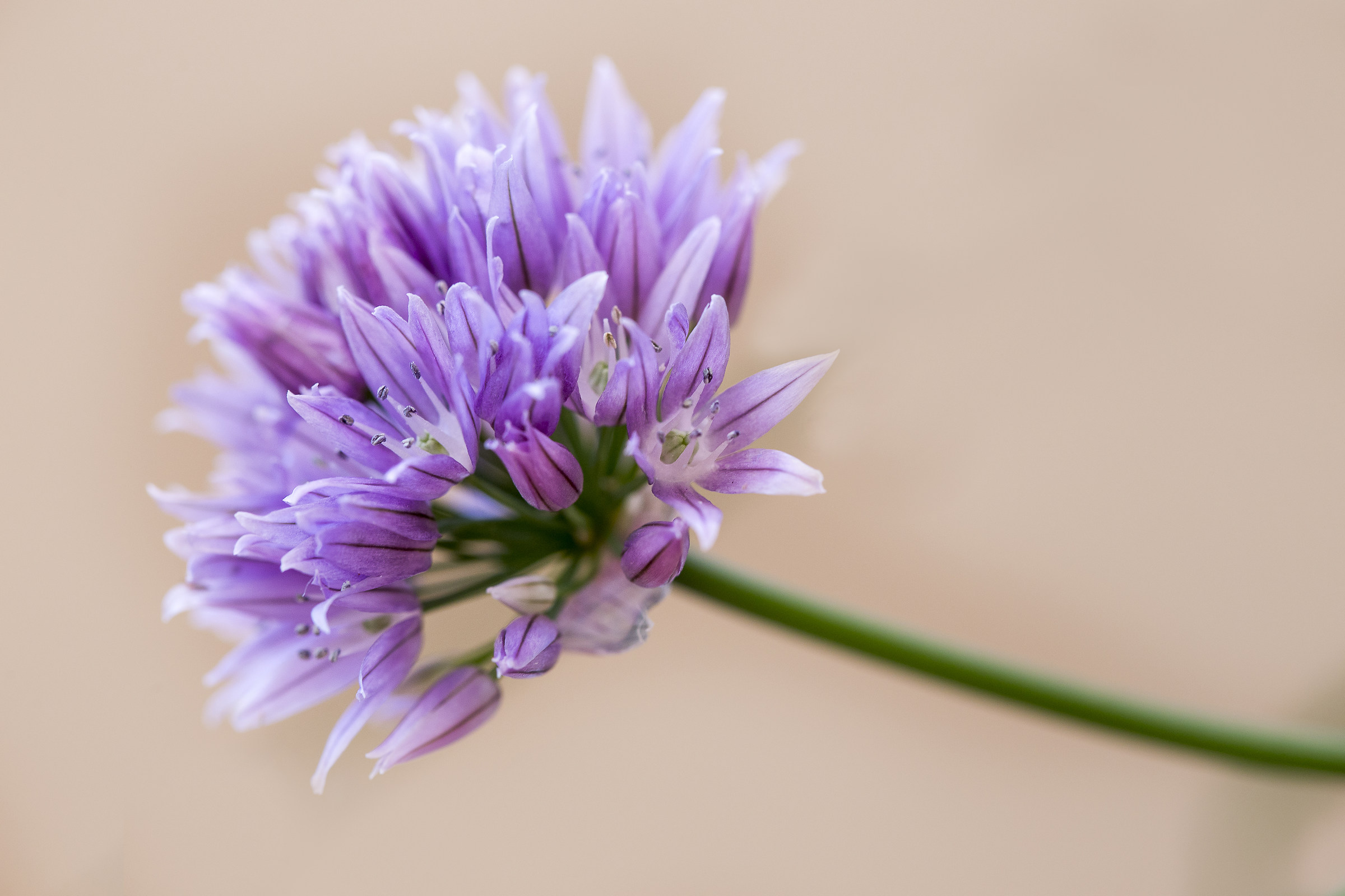 Chives...