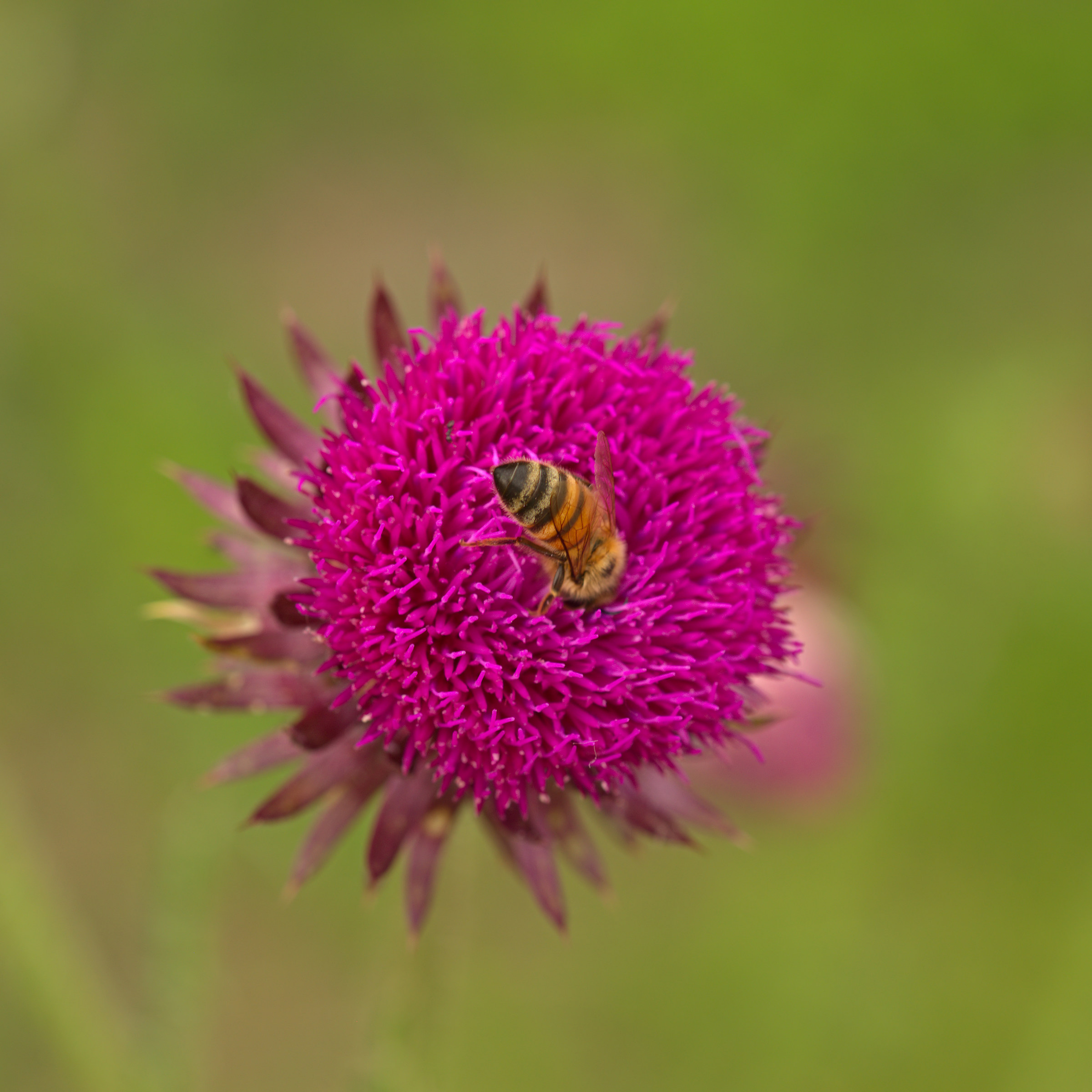Pollination...