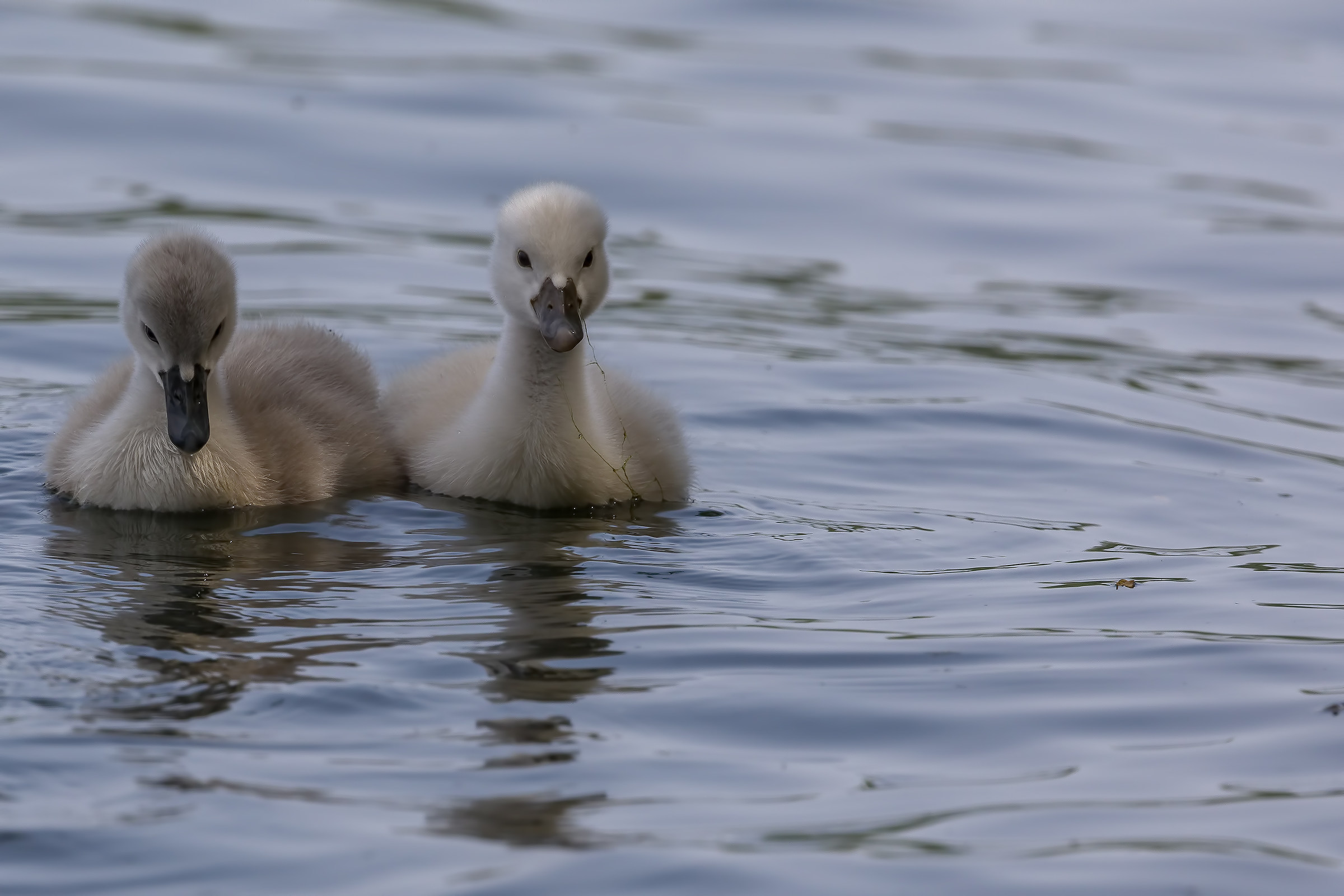 Little Swans...