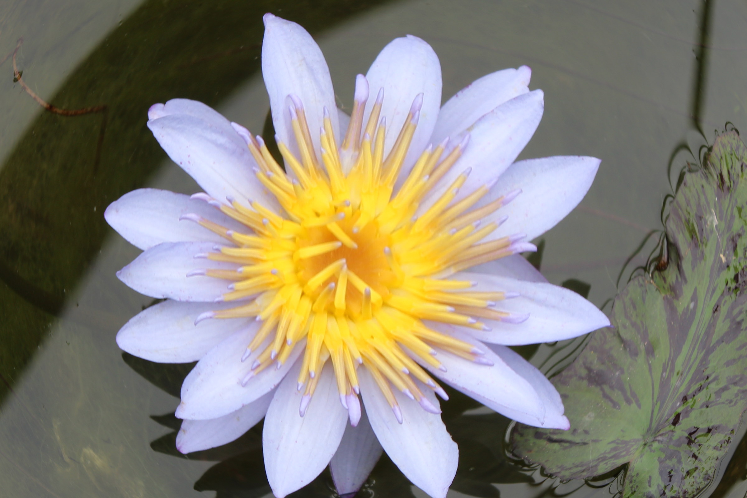 Fiore...