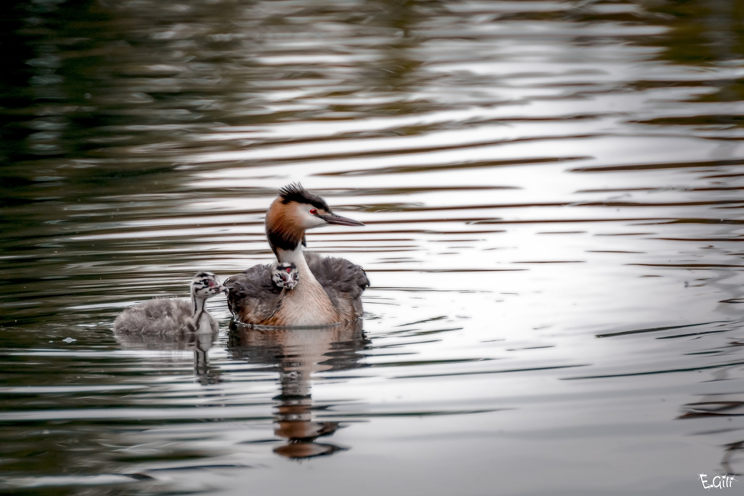 Grebe with Small...