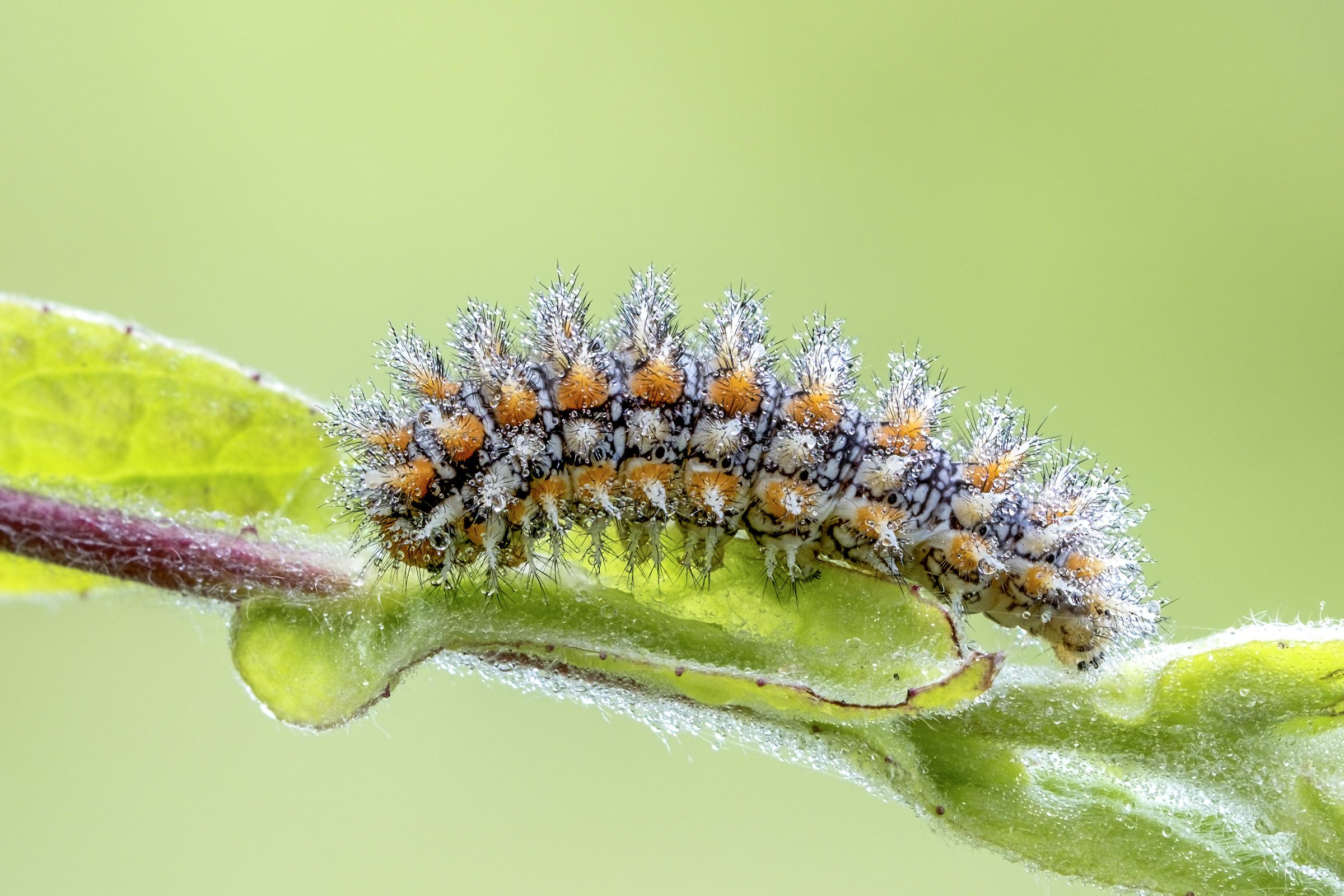 Caterpillar of Melitea...