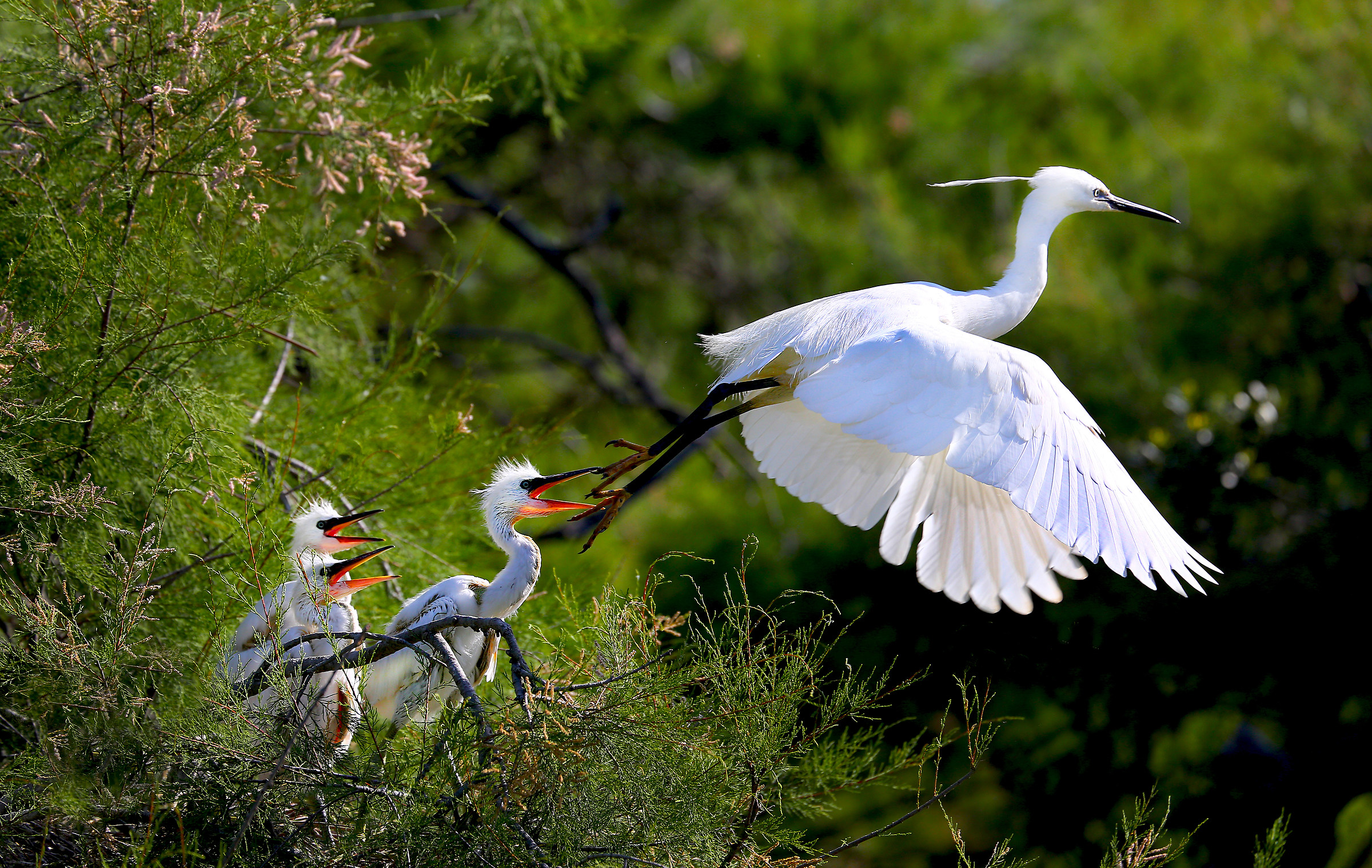 Egret with Small...