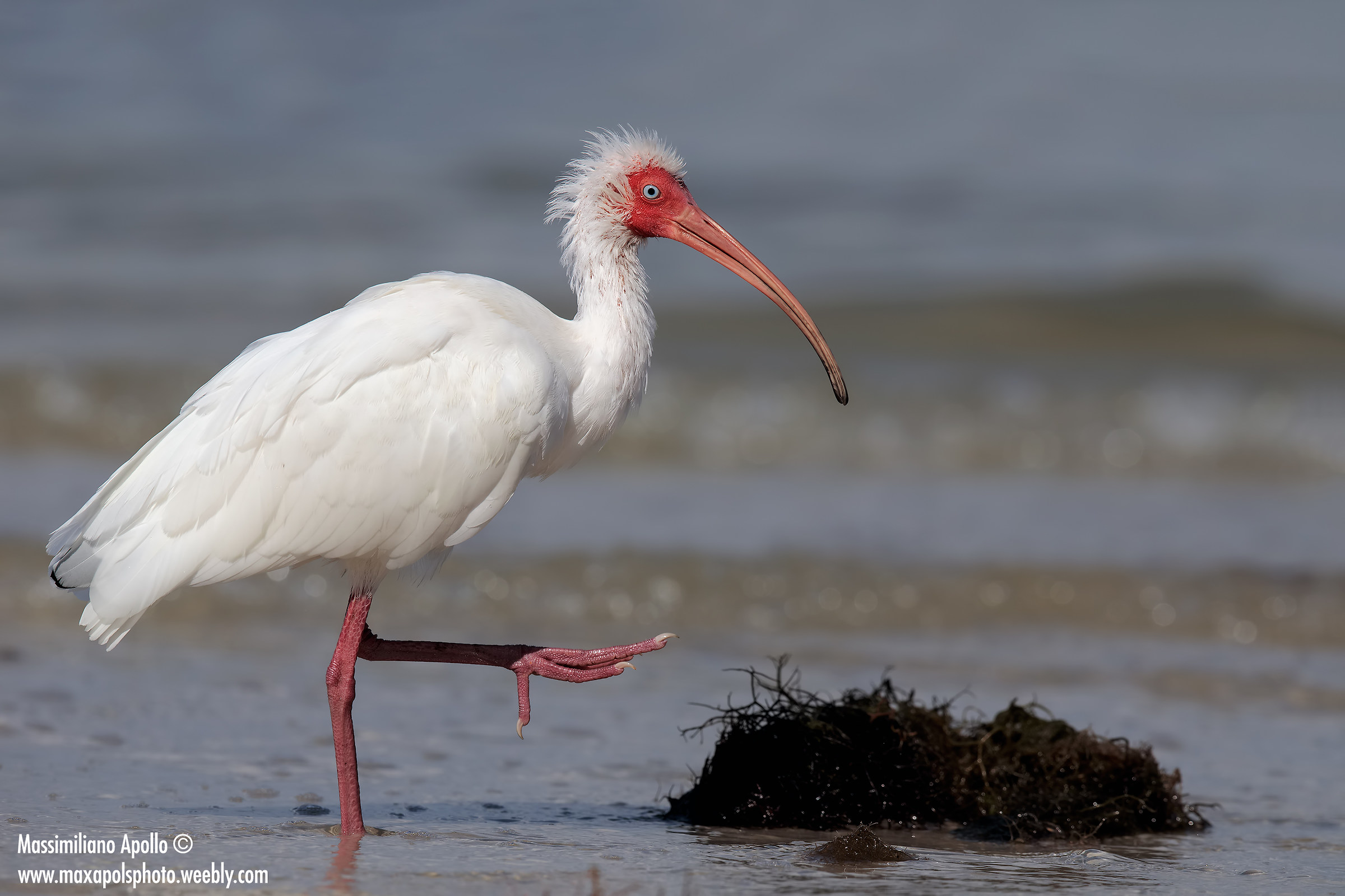 ibis bianco......