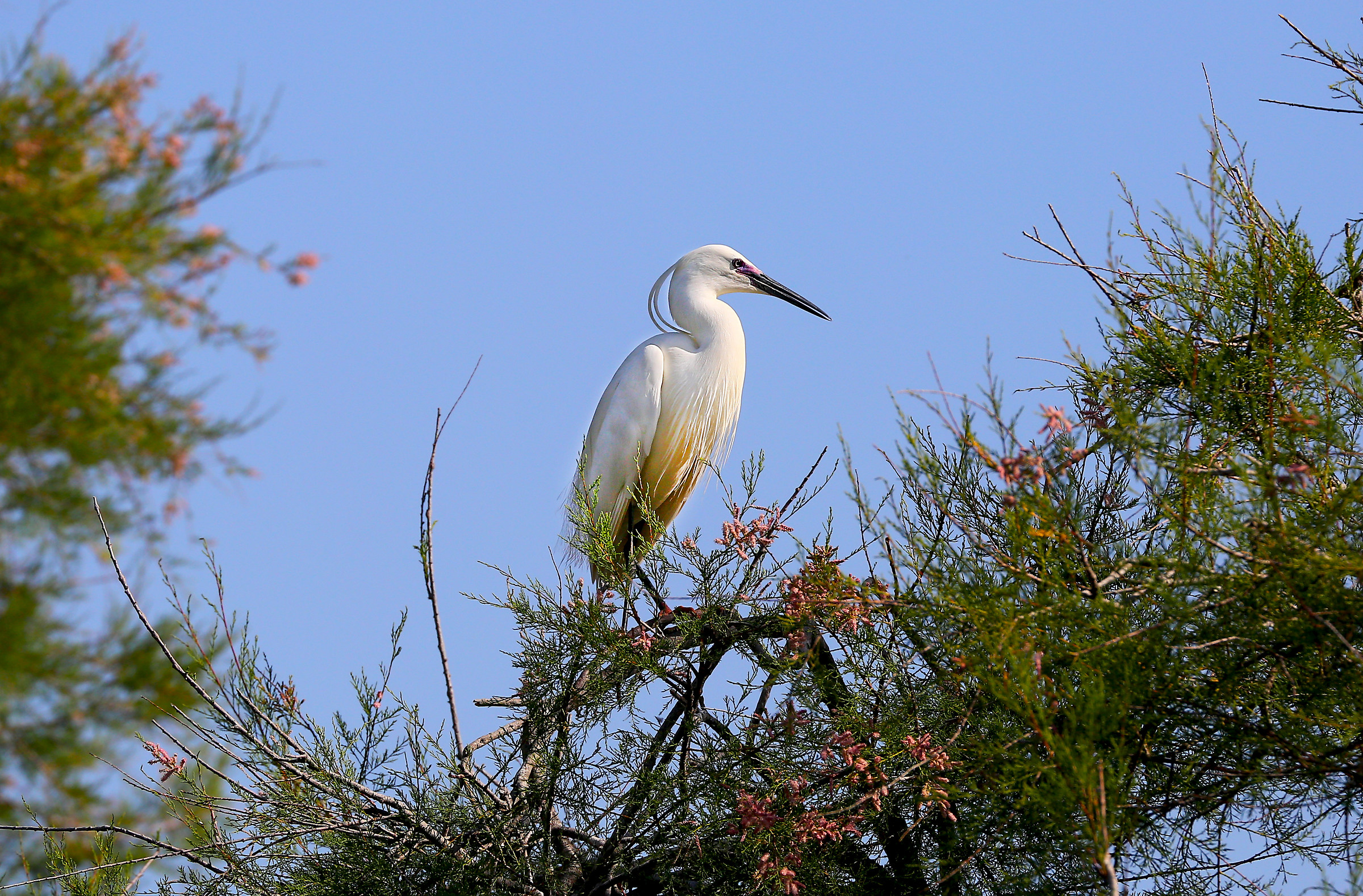 Egret...