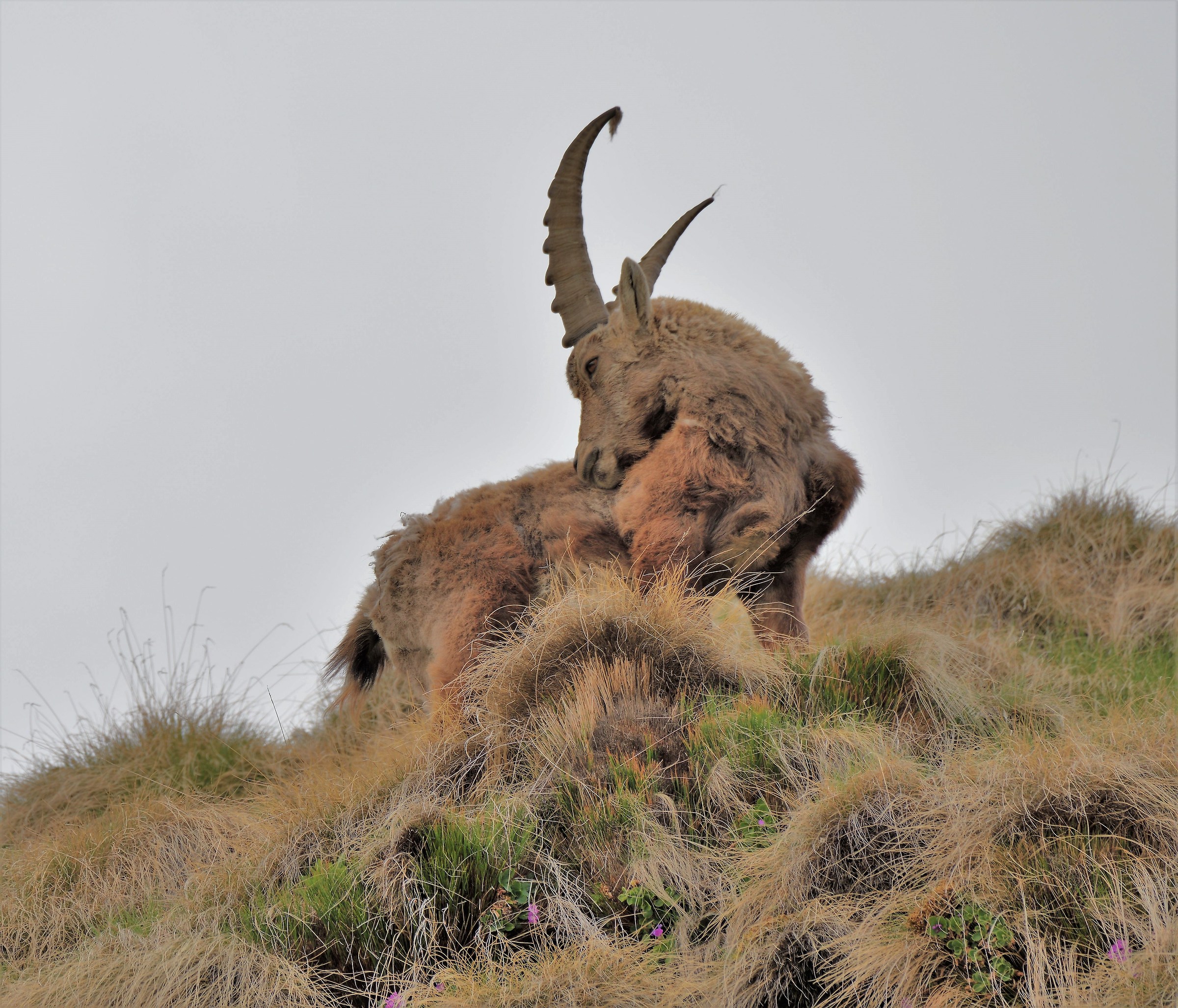 Male ibex...