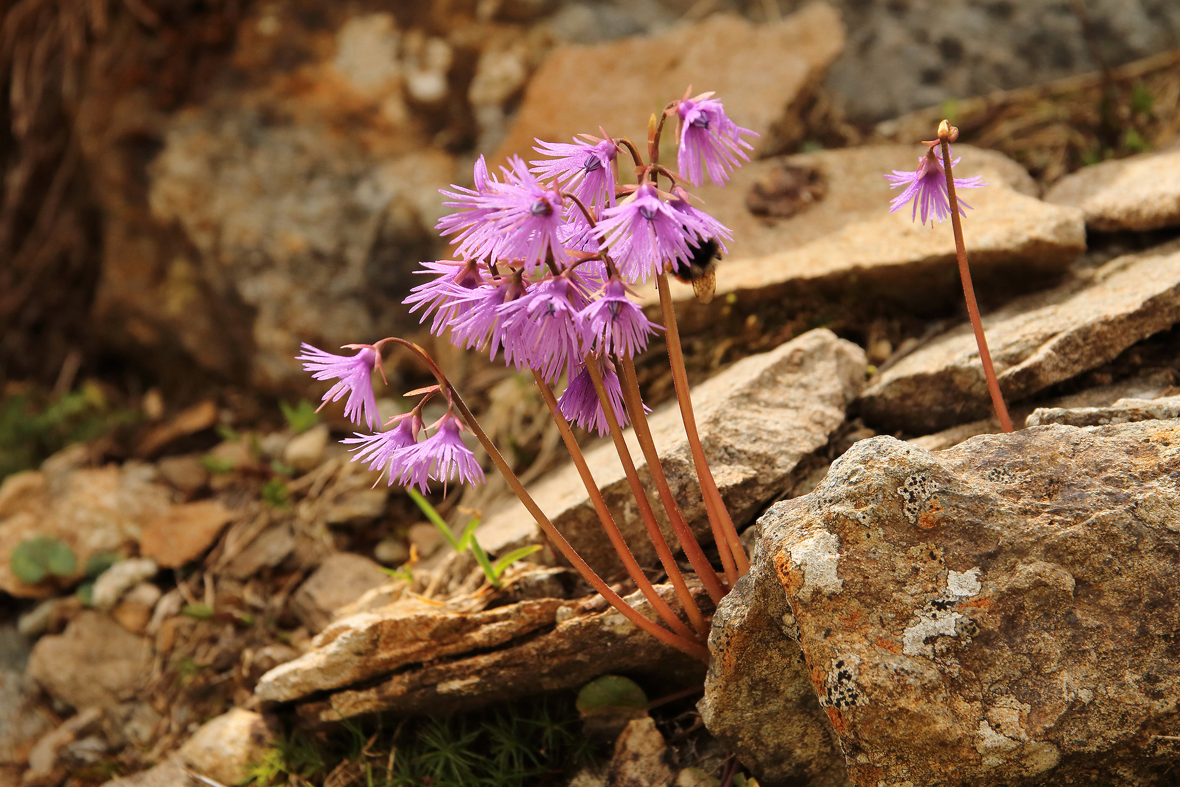 Alpine Flowers...