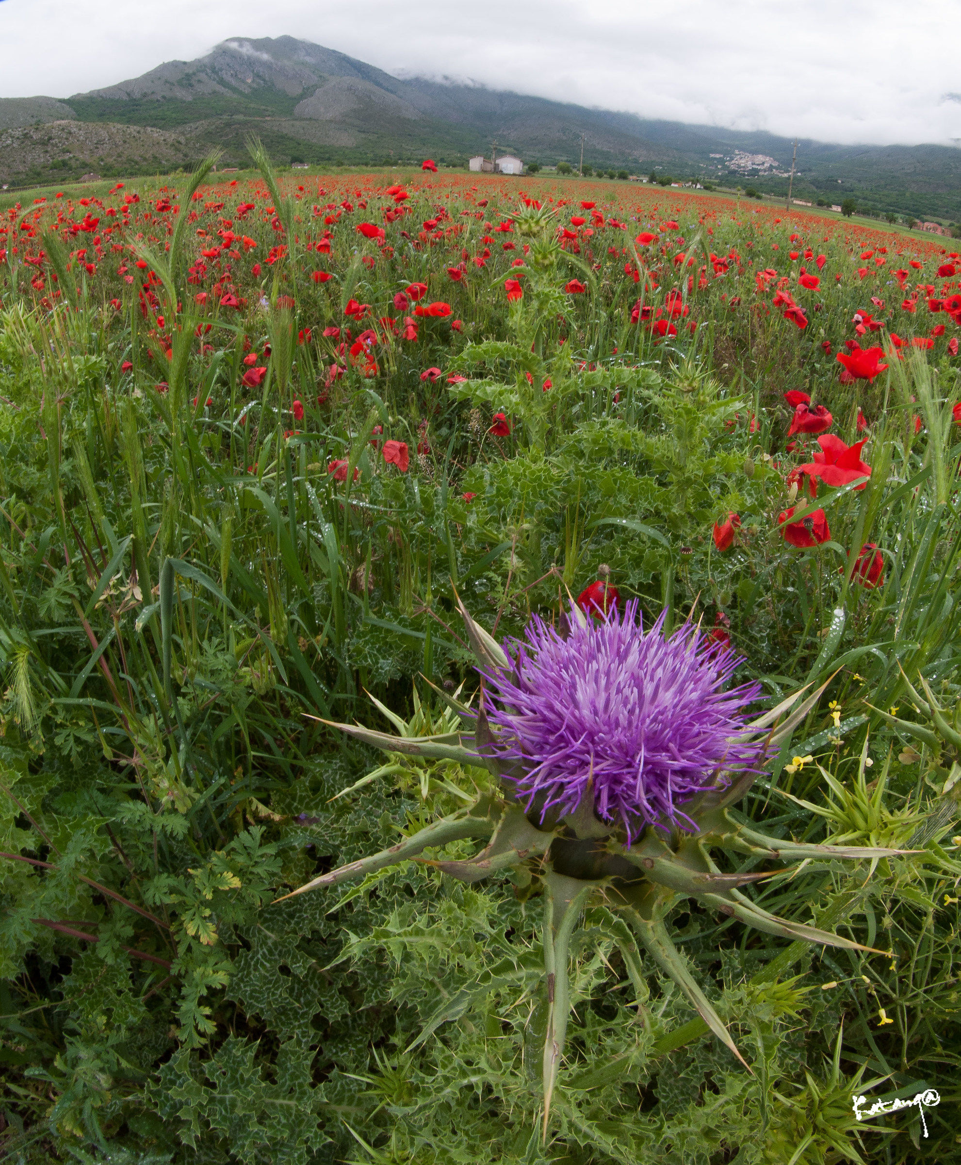 The Thistle and the poppies...