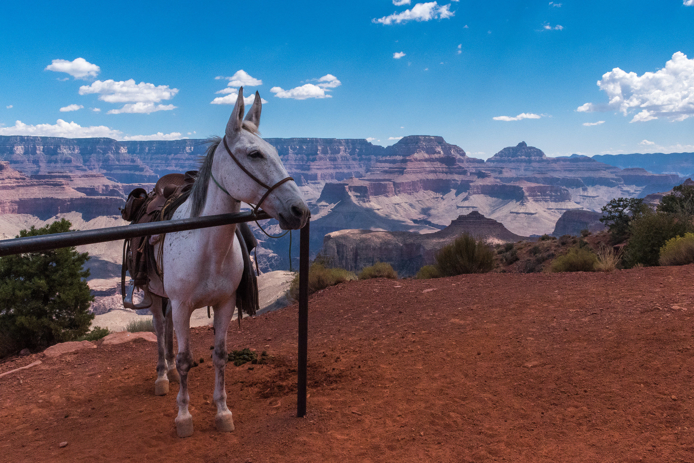 horse...