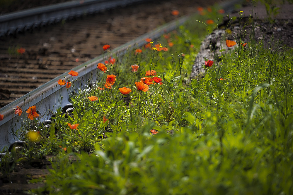 Poppies along the railroad...