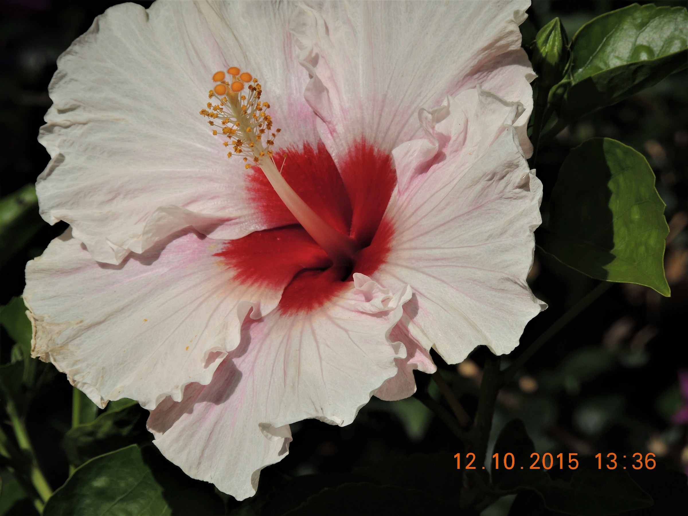 mauritius flower...